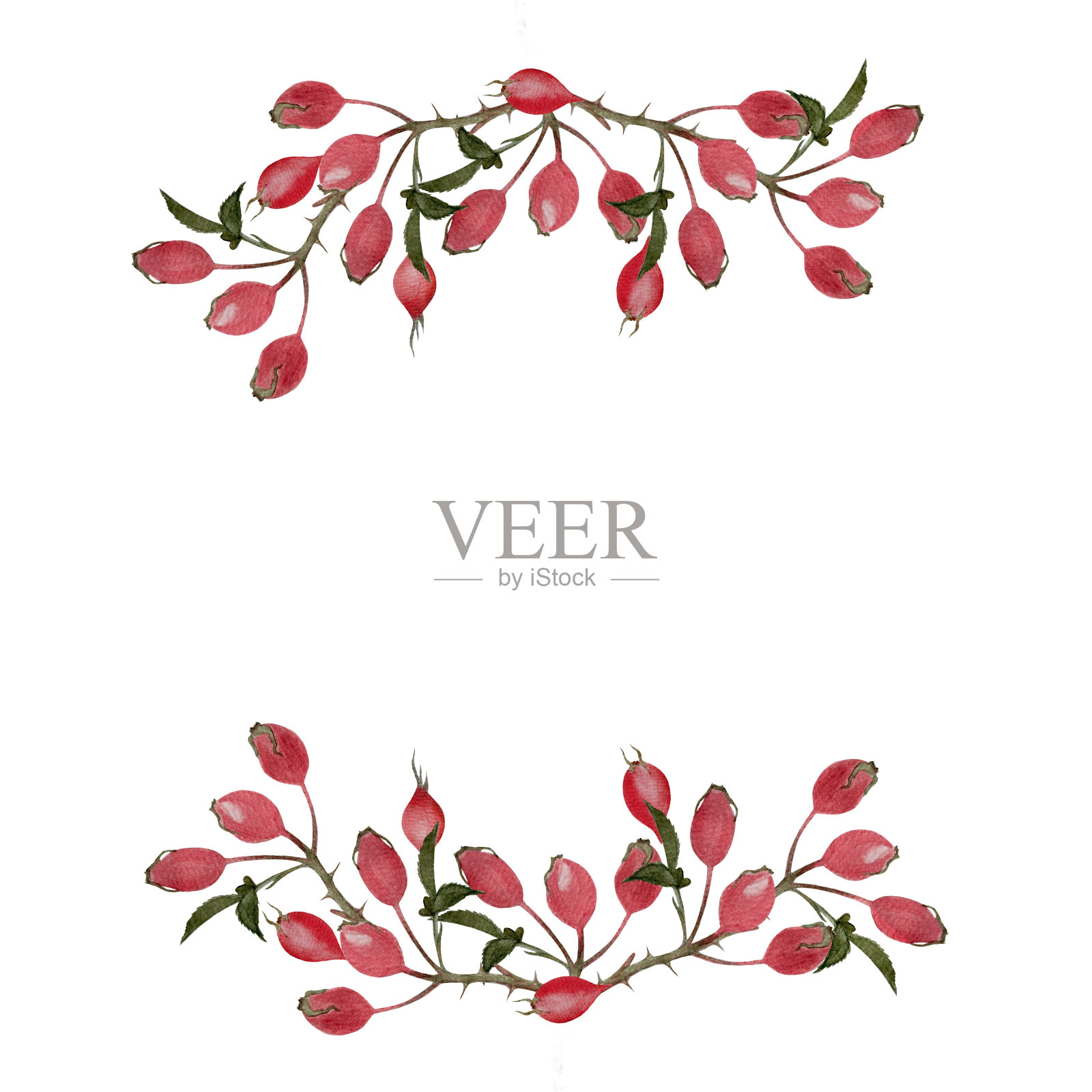 玫瑰臀小枝水彩水平框架孤立的白色插画图片素材