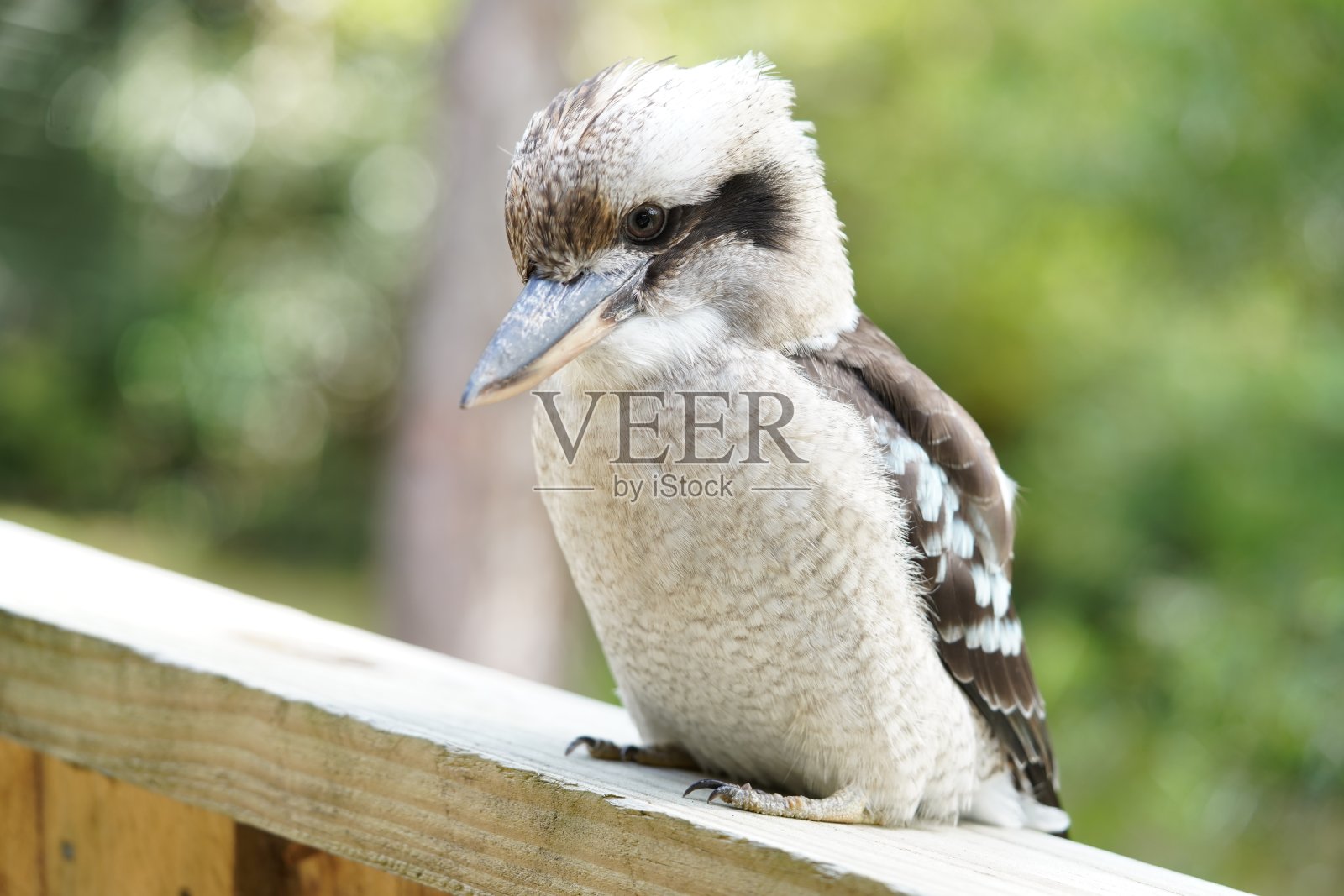 澳大利亚国家公园和动物园的野生植物照片摄影图片