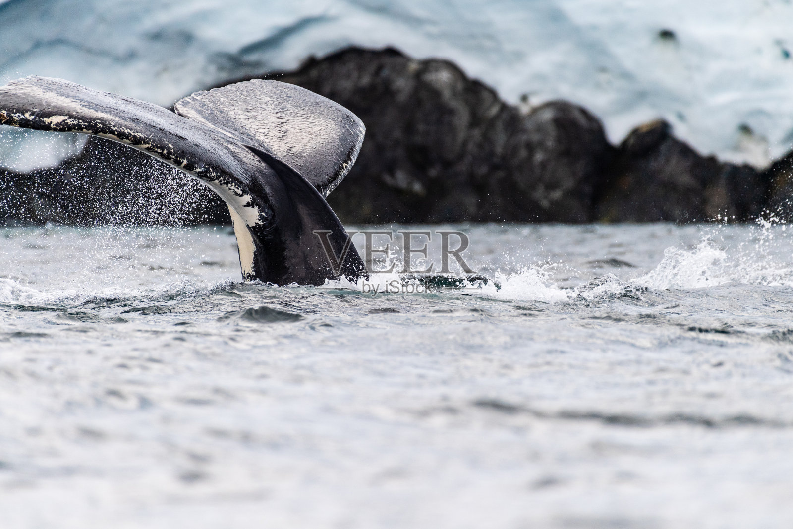 南极座头鲸的尾巴照片摄影图片