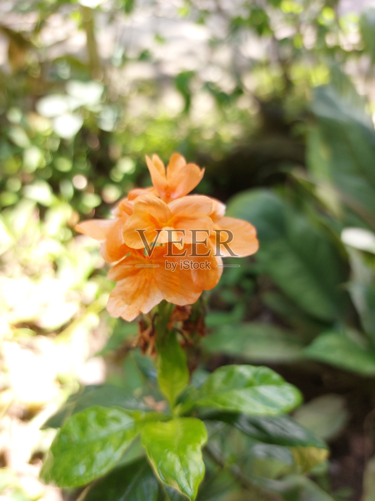 Vatikalive crossandra, chalisa kanakambaram，热带火焰在花园的地面上照片摄影图片