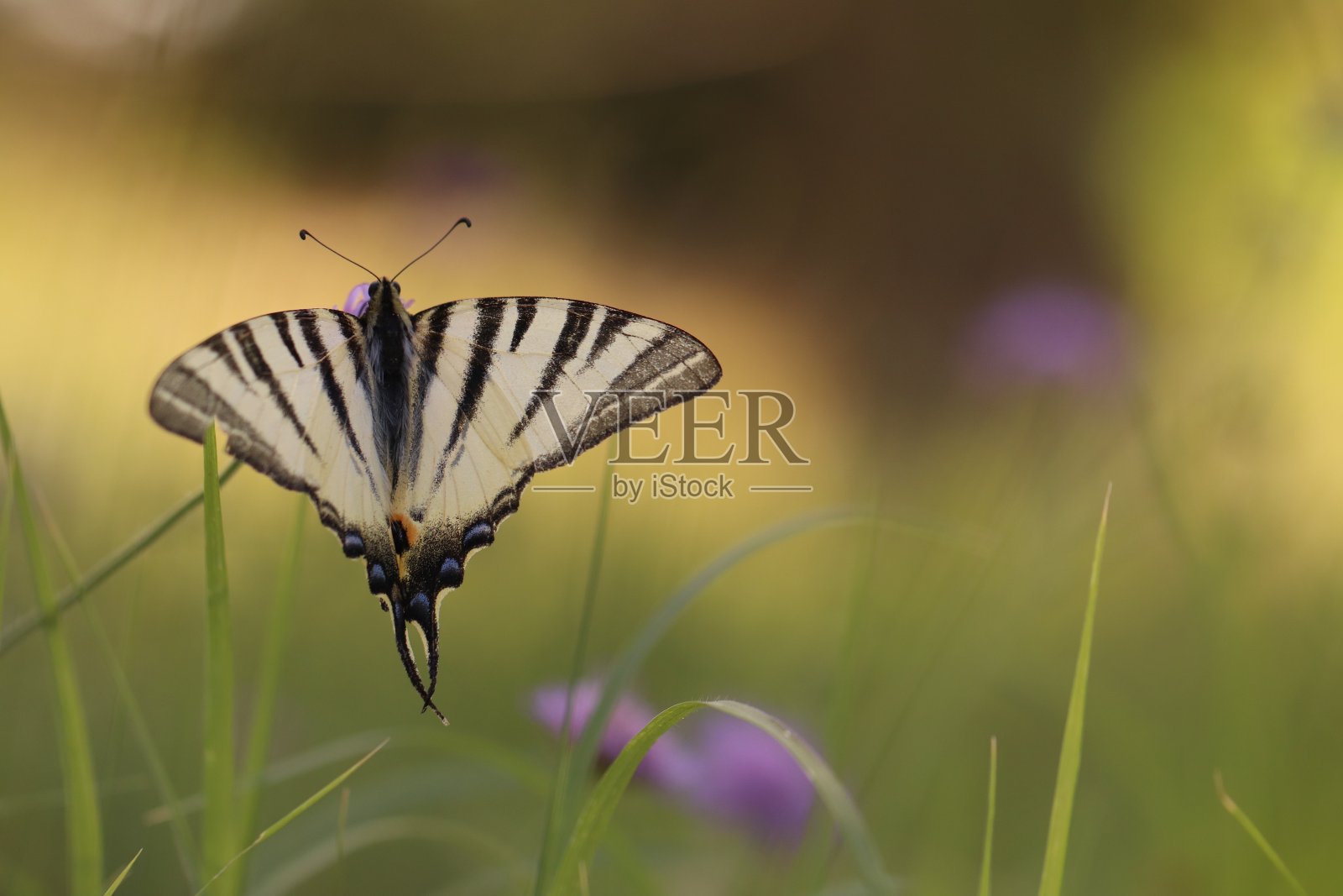 蝴蝶照片摄影图片