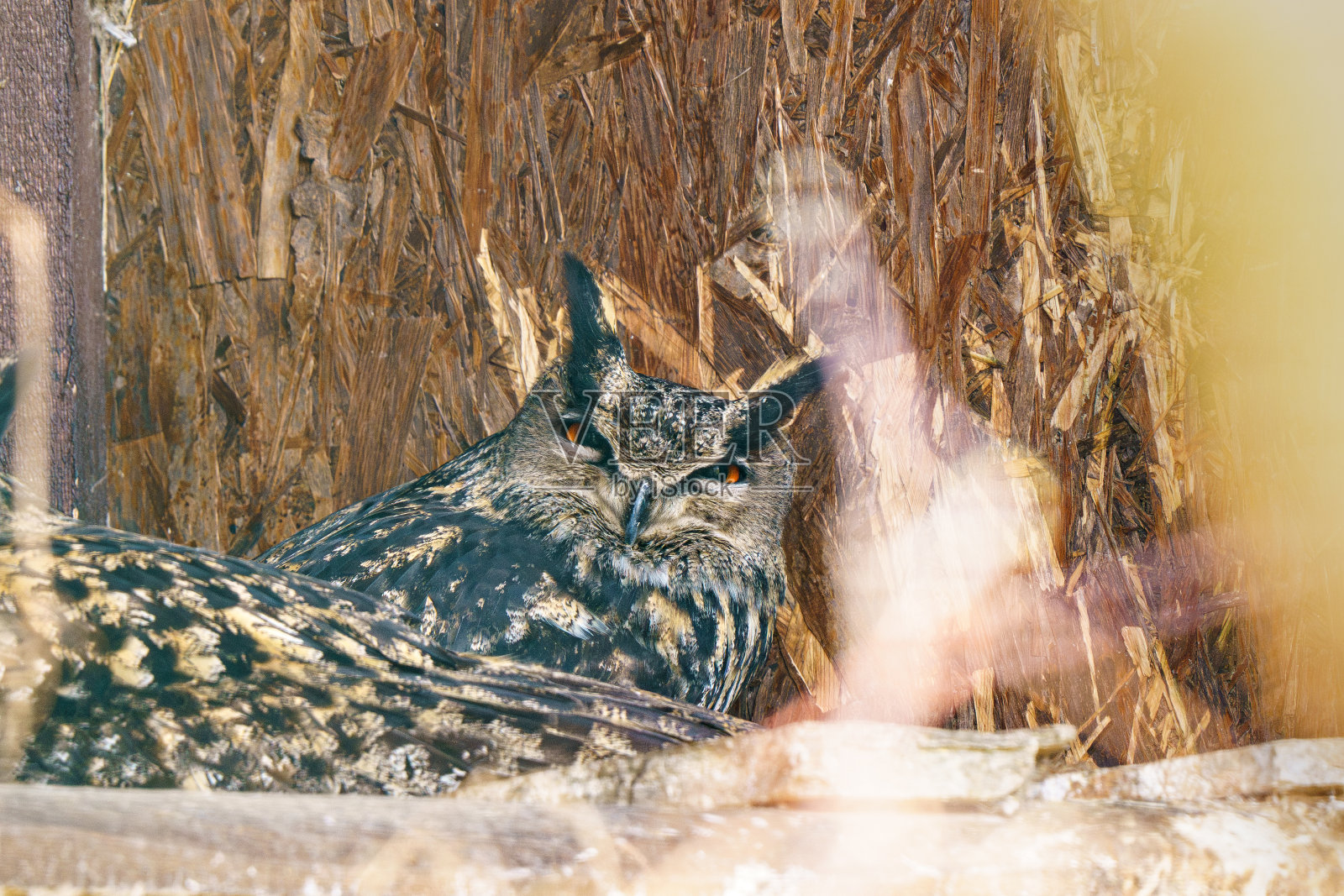白天，波兰，欧亚鹰鸮Bubo Bubo在鸟舍的架子上休息照片摄影图片