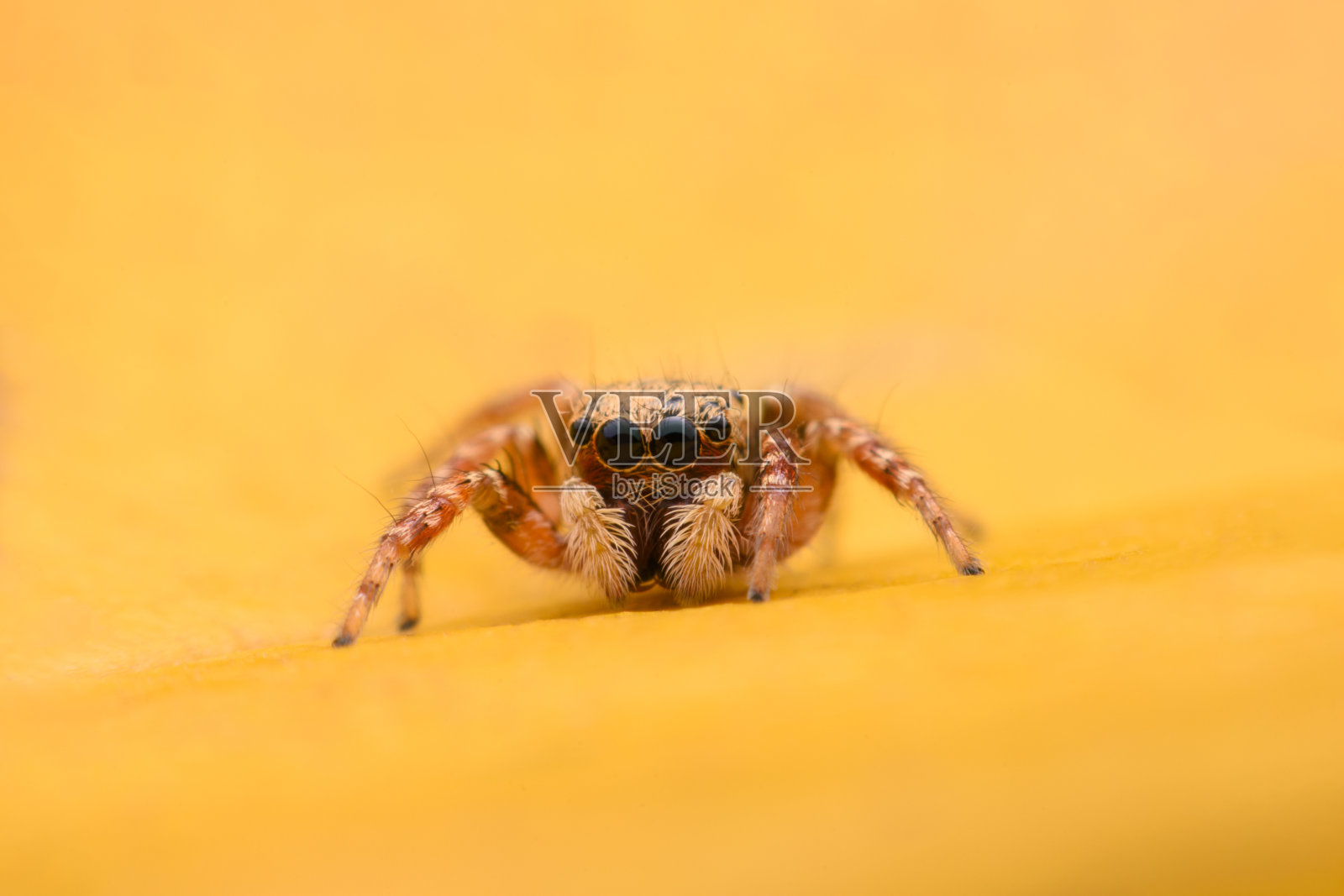 蜘蛛在树叶上跳跃。用特写微距捕捉，小蜘蛛的细节被显示出来。照片摄影图片