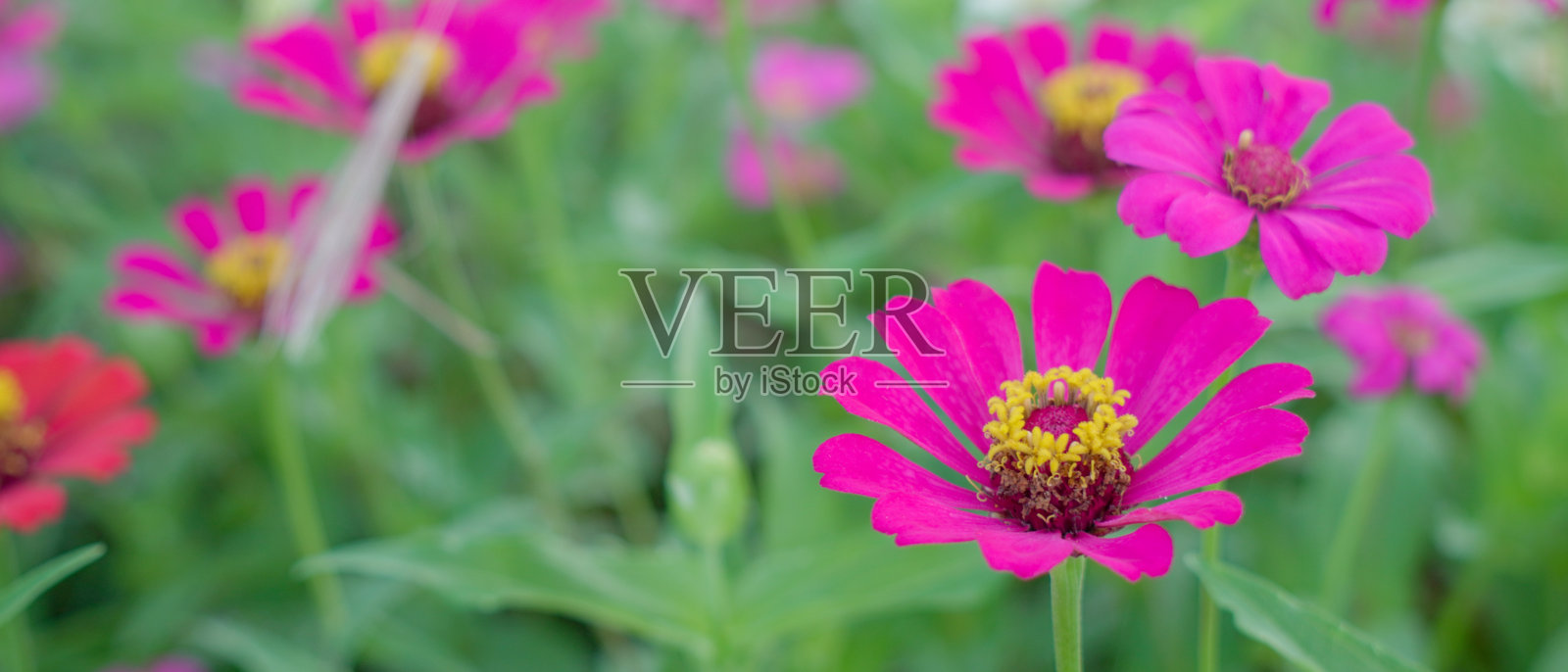 自然的壁纸。热带树叶质地。花的背景照片摄影图片