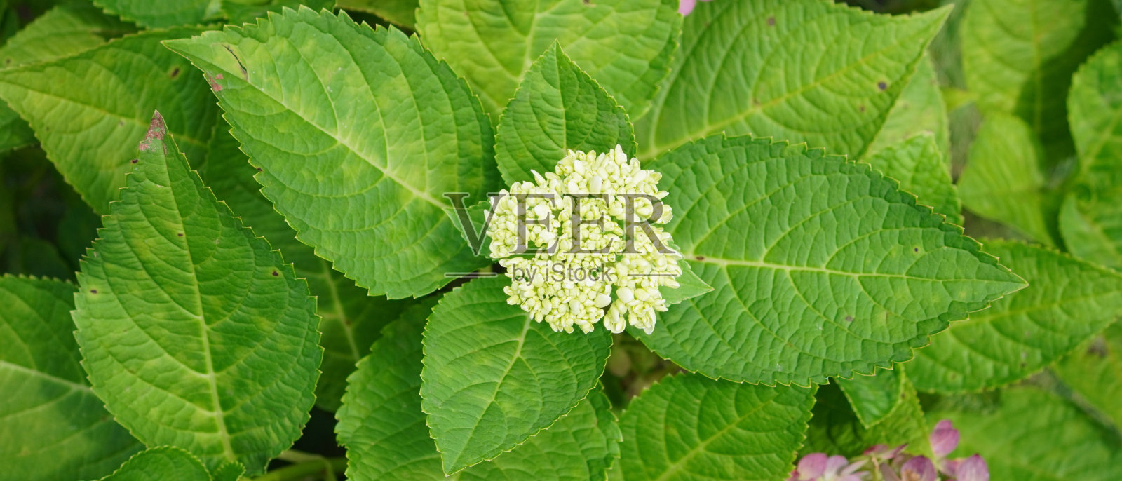 自然的壁纸。热带树叶质地。花的背景照片摄影图片
