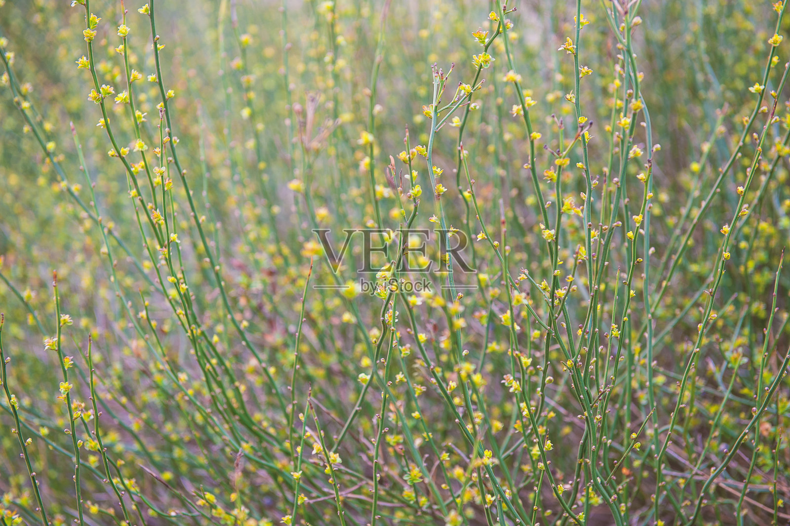 自然春天的背景，植物的树枝和新鲜的叶子照片摄影图片