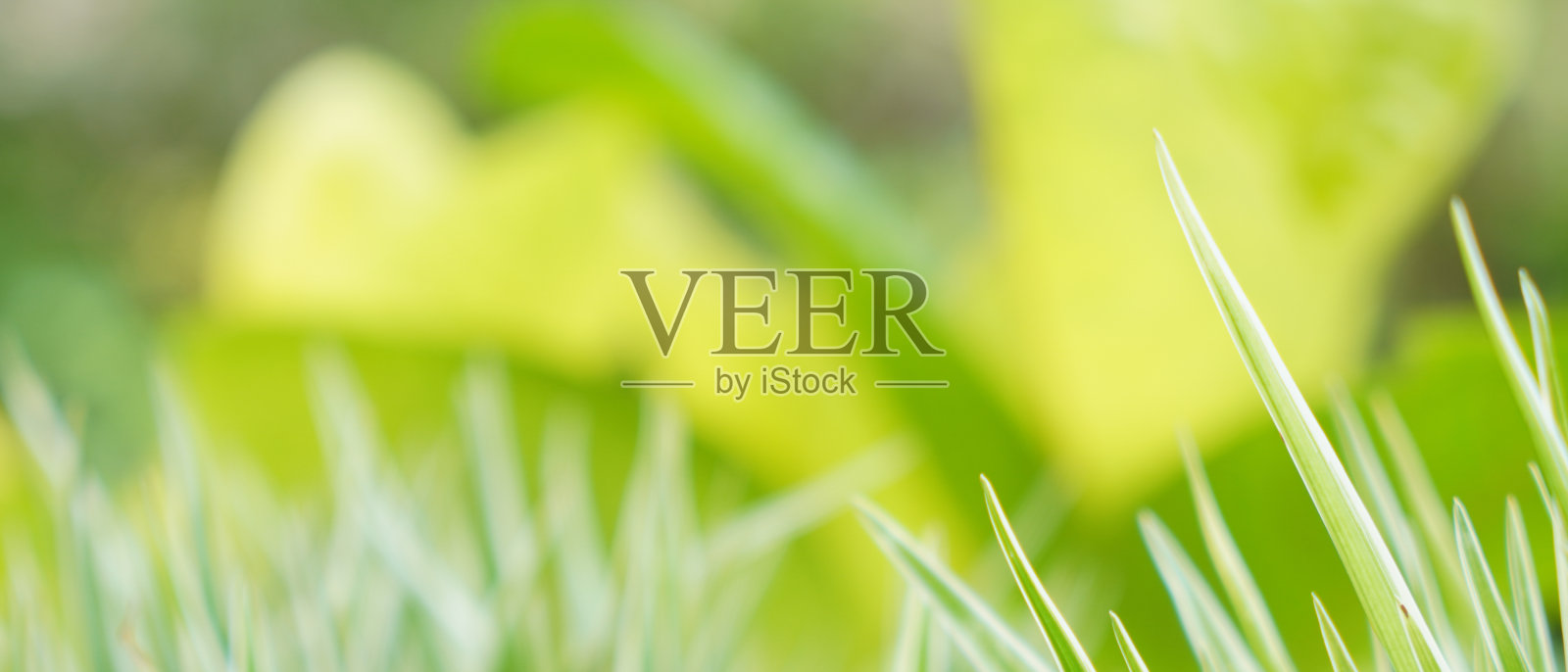 自然的壁纸。热带树叶质地。花的背景照片摄影图片