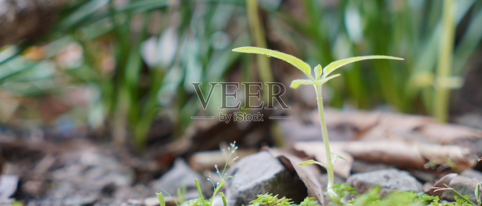 自然的壁纸。热带树叶质地。花的背景照片摄影图片