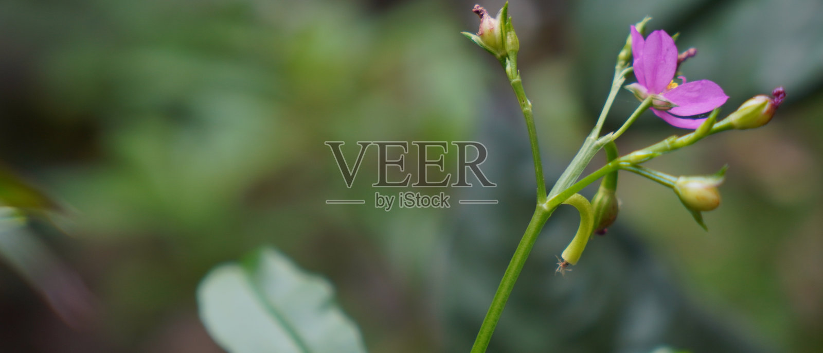 自然的壁纸。热带树叶质地。花的背景照片摄影图片