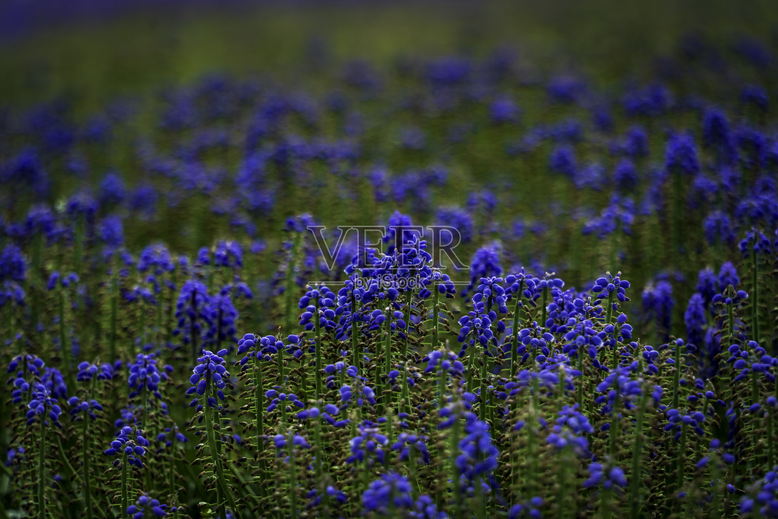 盛开的薰衣草田照片摄影图片