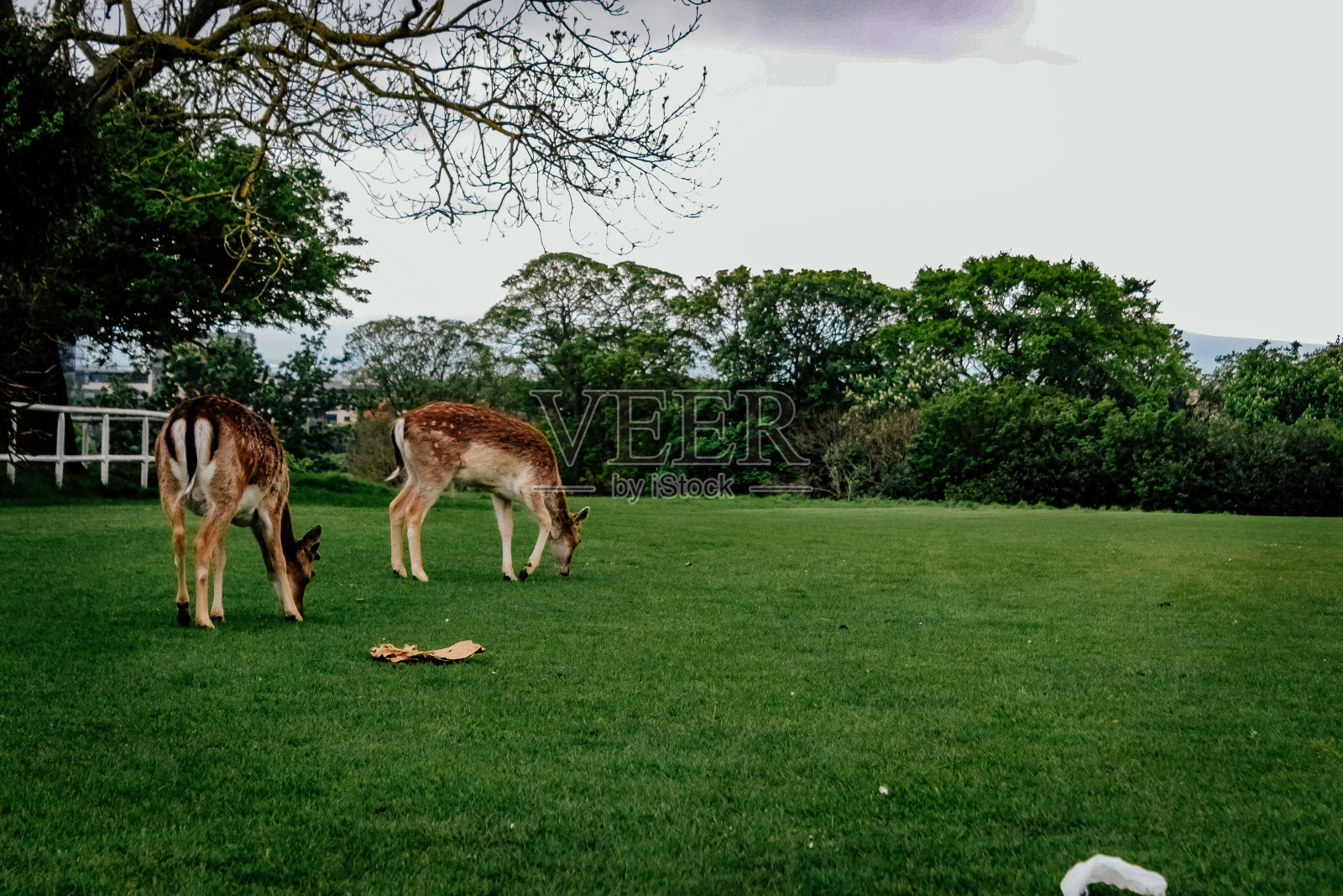 吃草的鹿照片摄影图片