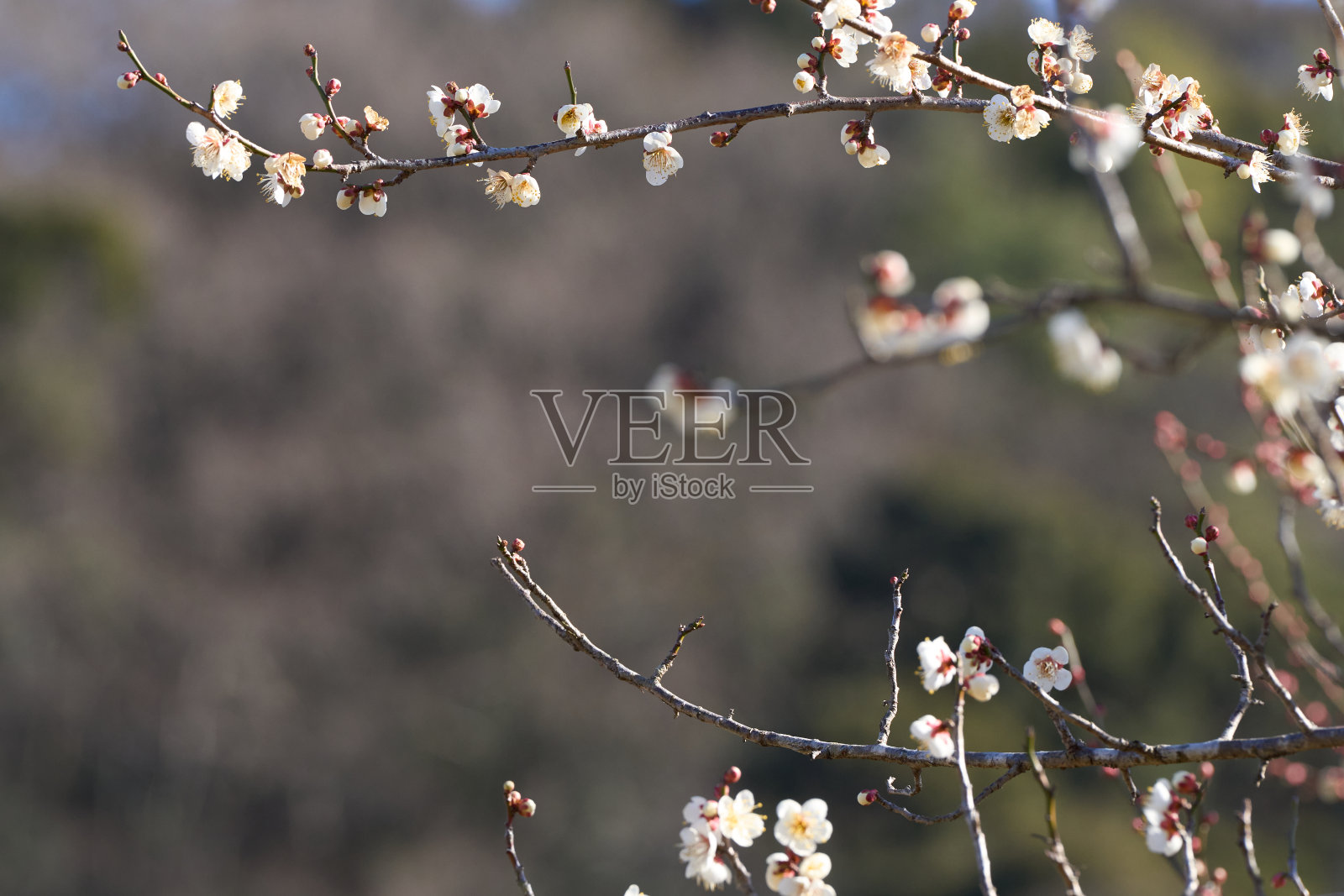 鹅梅花照片摄影图片
