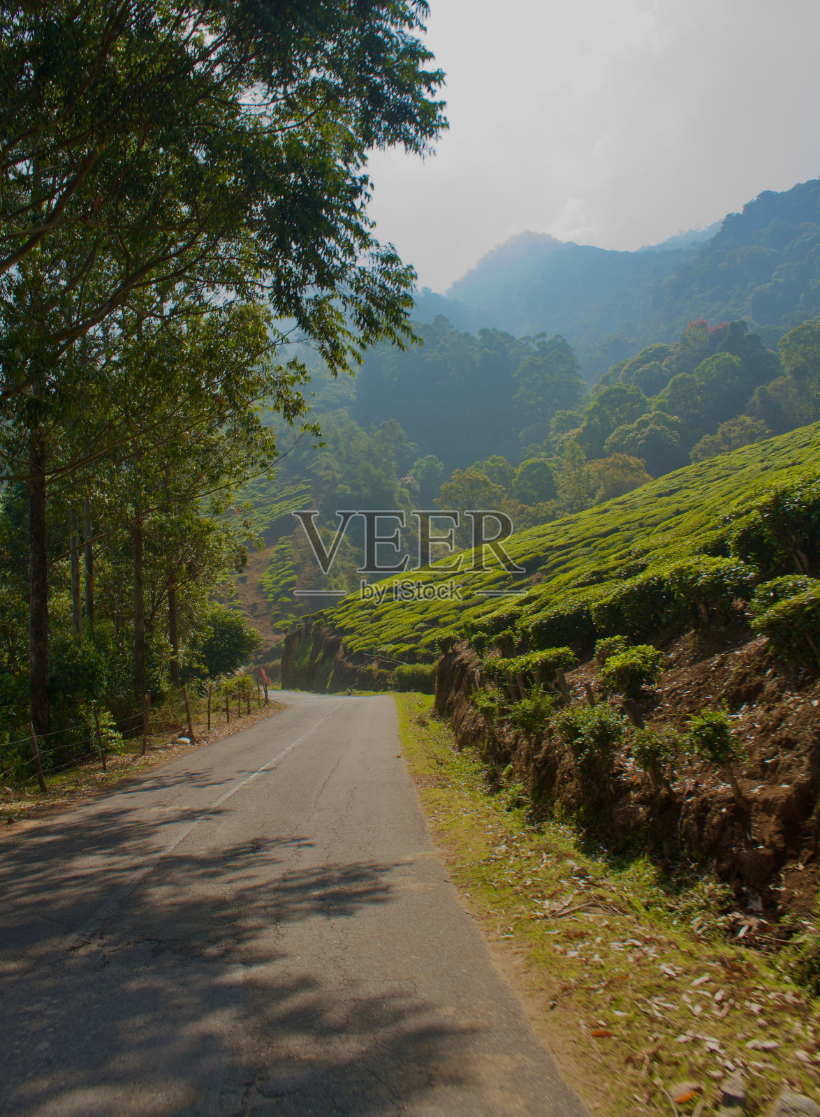 印度穆纳尔的茶园照片摄影图片