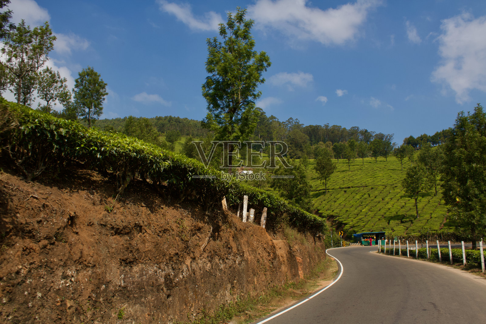 印度穆纳尔的茶园照片摄影图片
