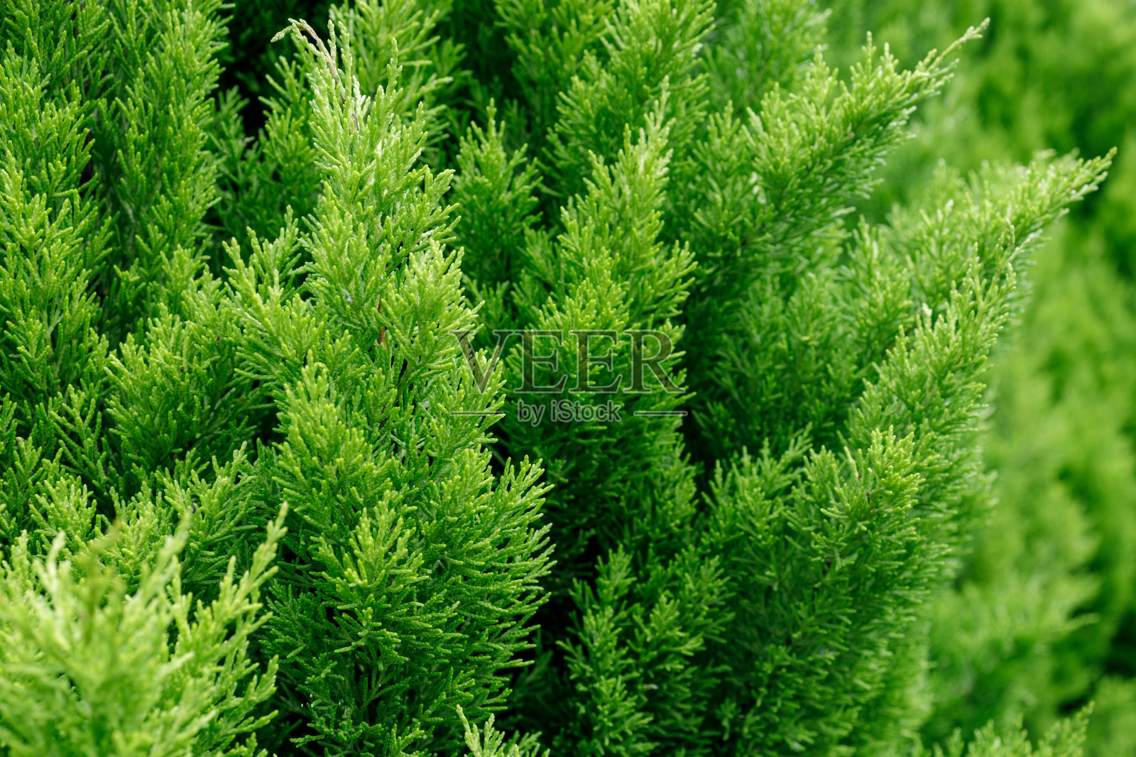 茂密的绿色灌木，有许多树枝和叶子照片摄影图片