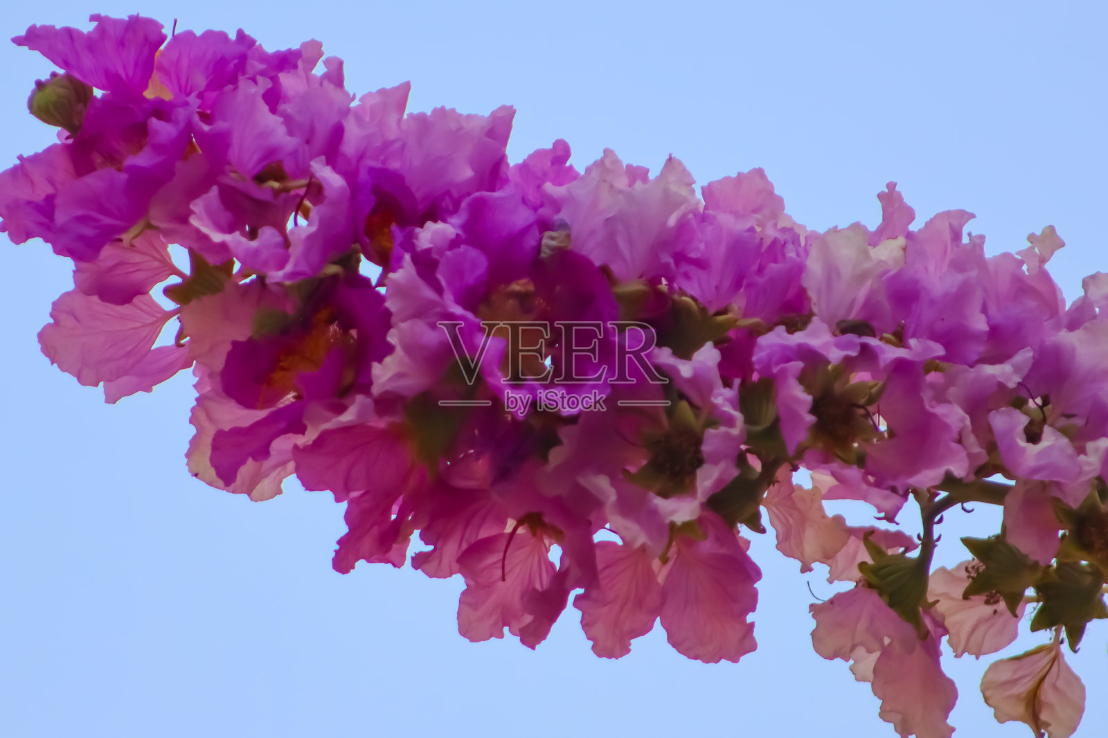 粉红色的紫薇花盛开在蓝天上的特写照片摄影图片