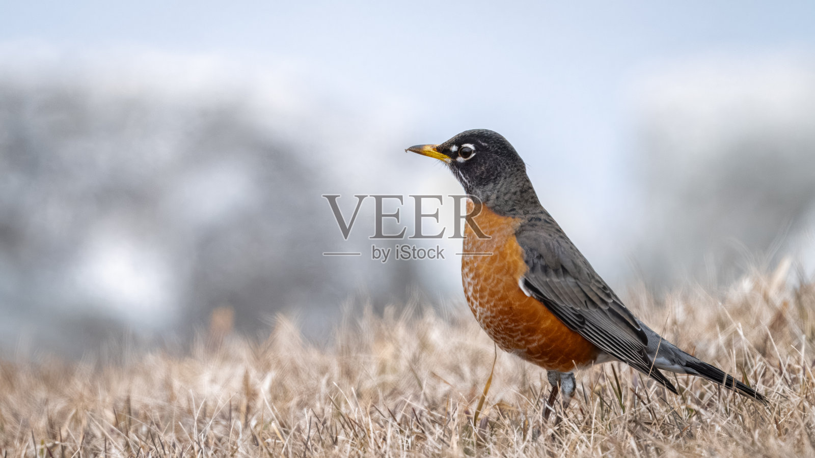 罗宾概要照片摄影图片