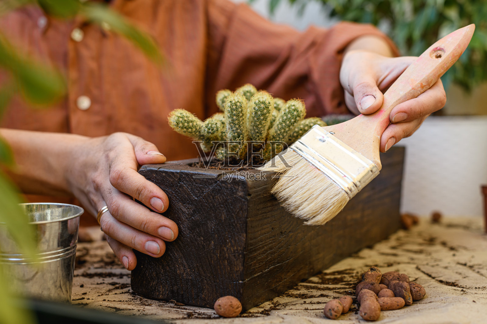 一个女人拿着刷子在桌子上的膨胀粘土旁边清理花盆，花盆里有仙人掌照片摄影图片