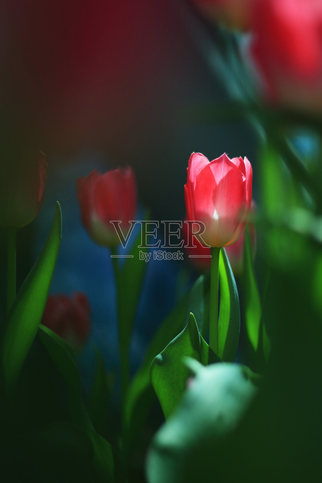 接近嫩芽的郁金香与新鲜的绿叶在模糊的绿色背景照片摄影图片