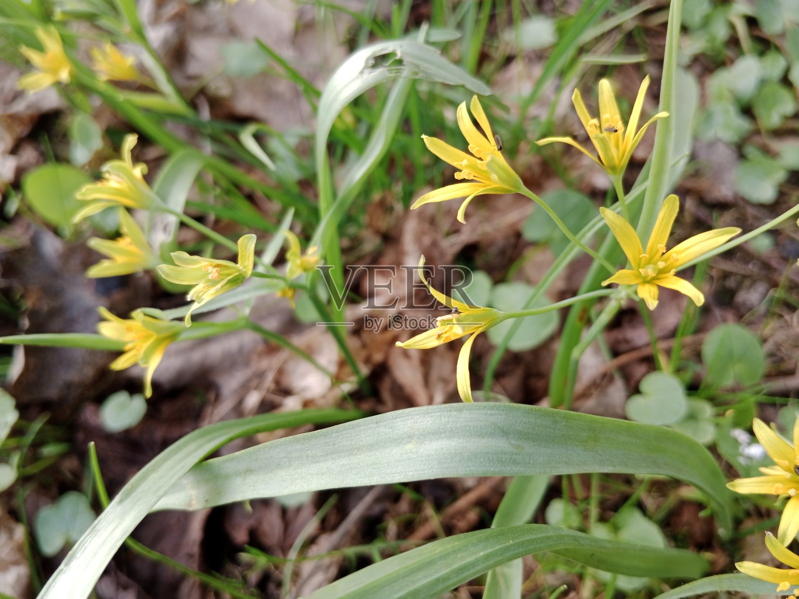 春天的色彩带来了一个充满活力的调色板，柔和的色调，盛开的花朵，和新鲜的绿色植物，标志着大自然在冬季睡眠后的觉醒。照片摄影图片