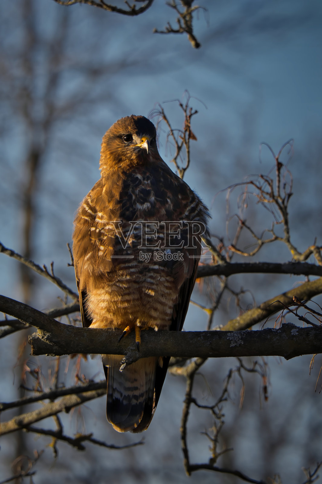 一只秃鹰在树枝上的全身照片照片摄影图片