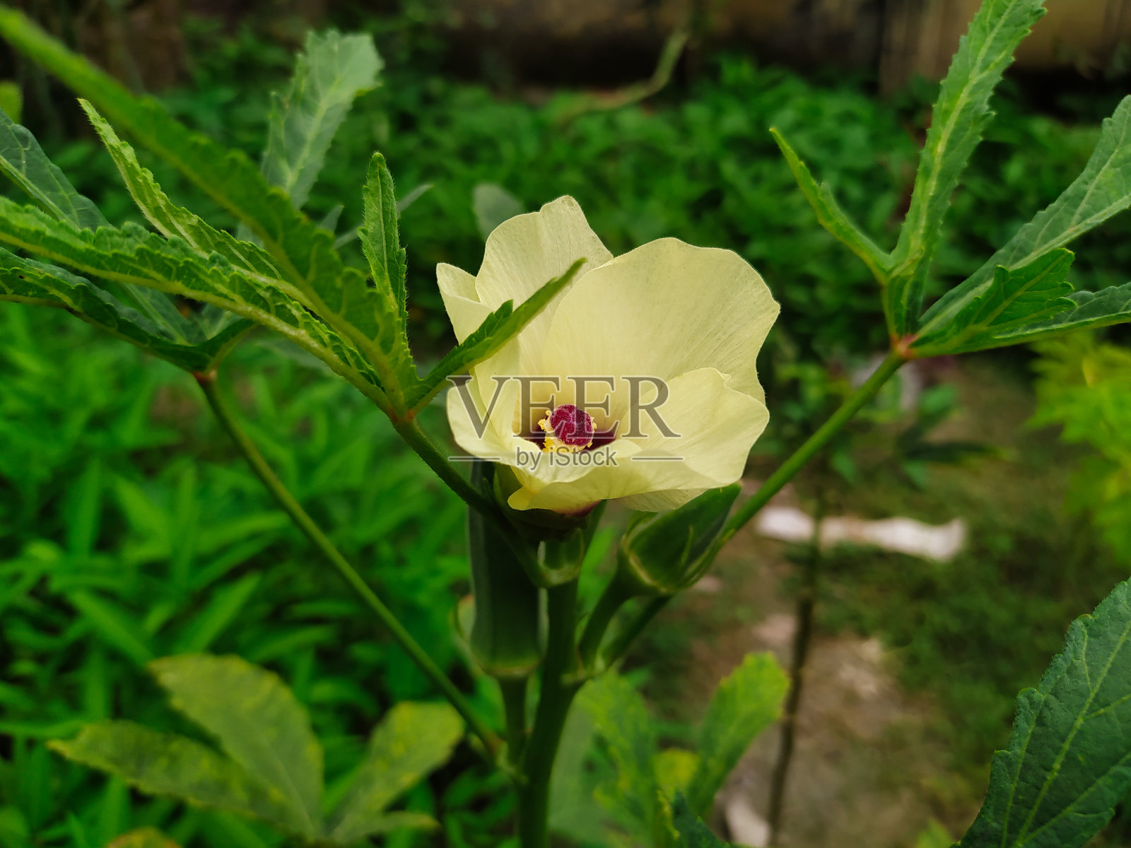 一朵美丽的黄花。照片摄影图片