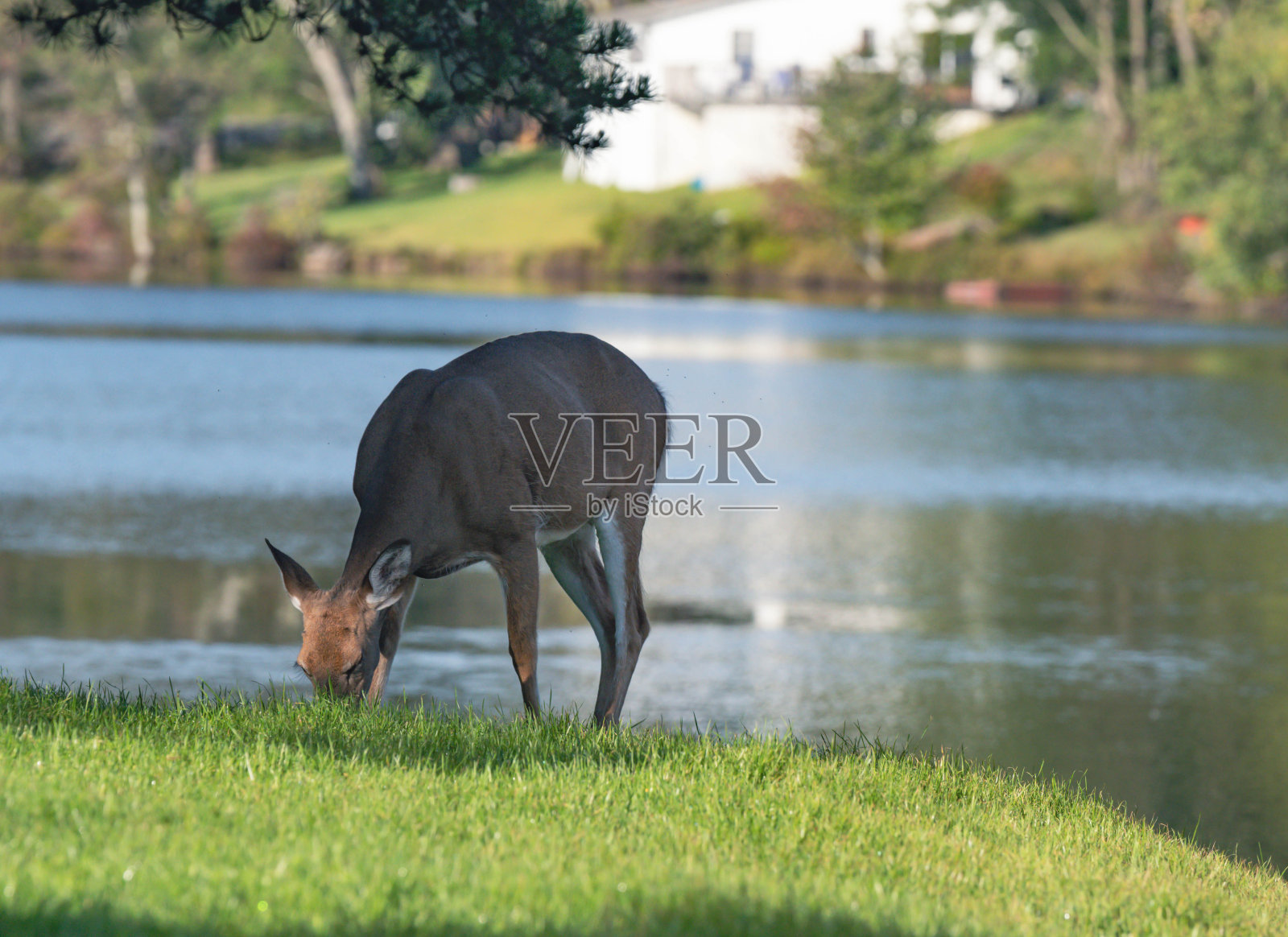 鹿在秋天的湖背景上吃着新鲜的草照片摄影图片