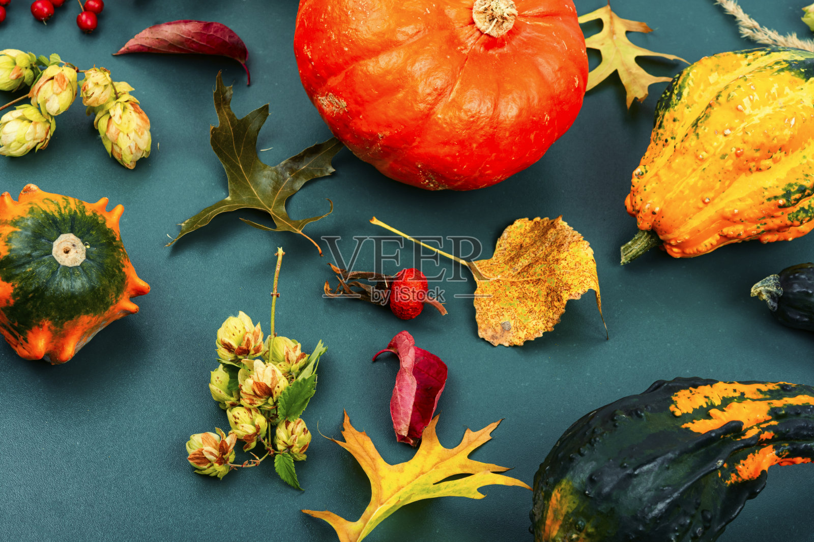 秋季植物标本馆和南瓜照片摄影图片