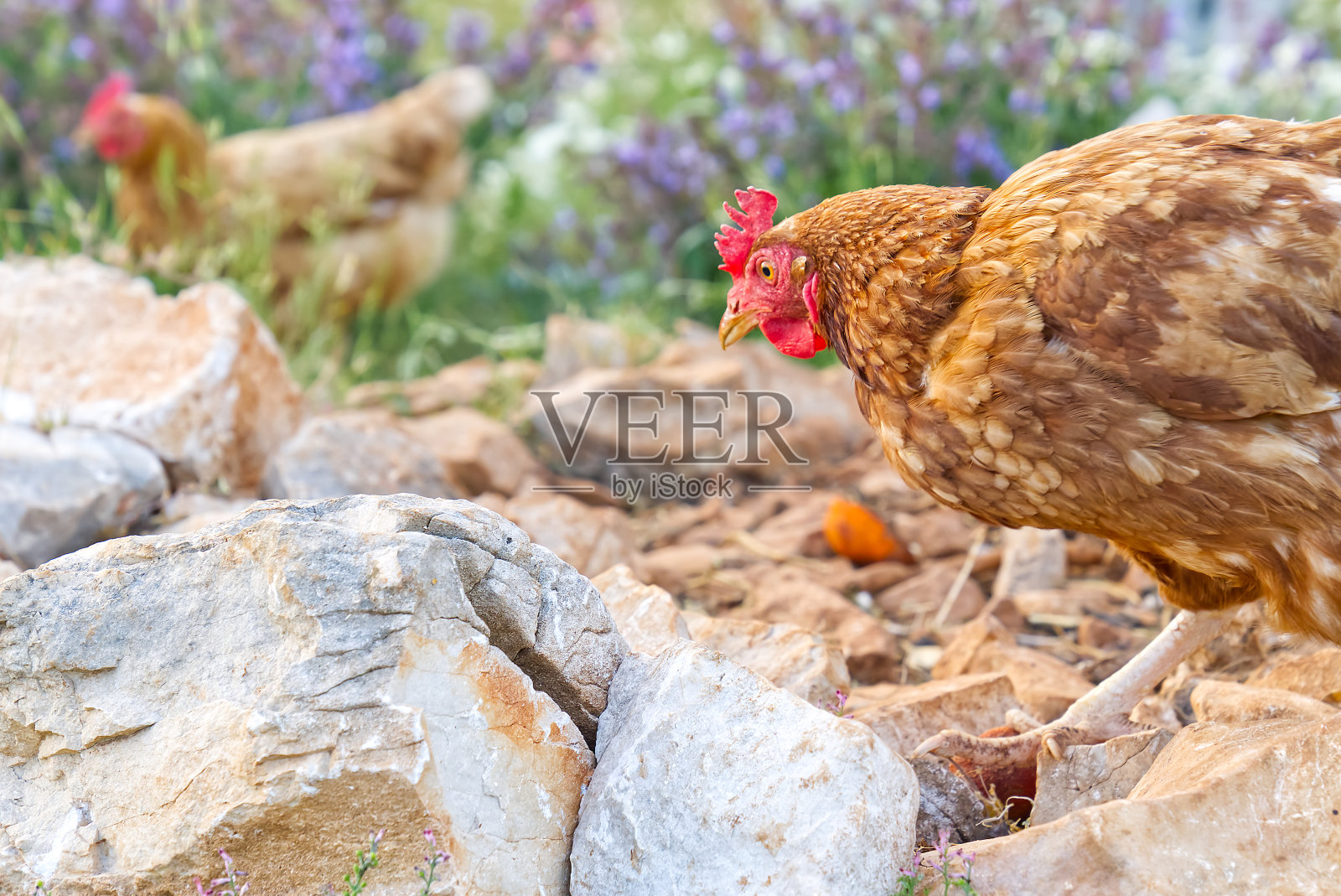 快乐母鸡在有机养鸡场生态养殖。健康的鸡或母鸡的近照。照片摄影图片