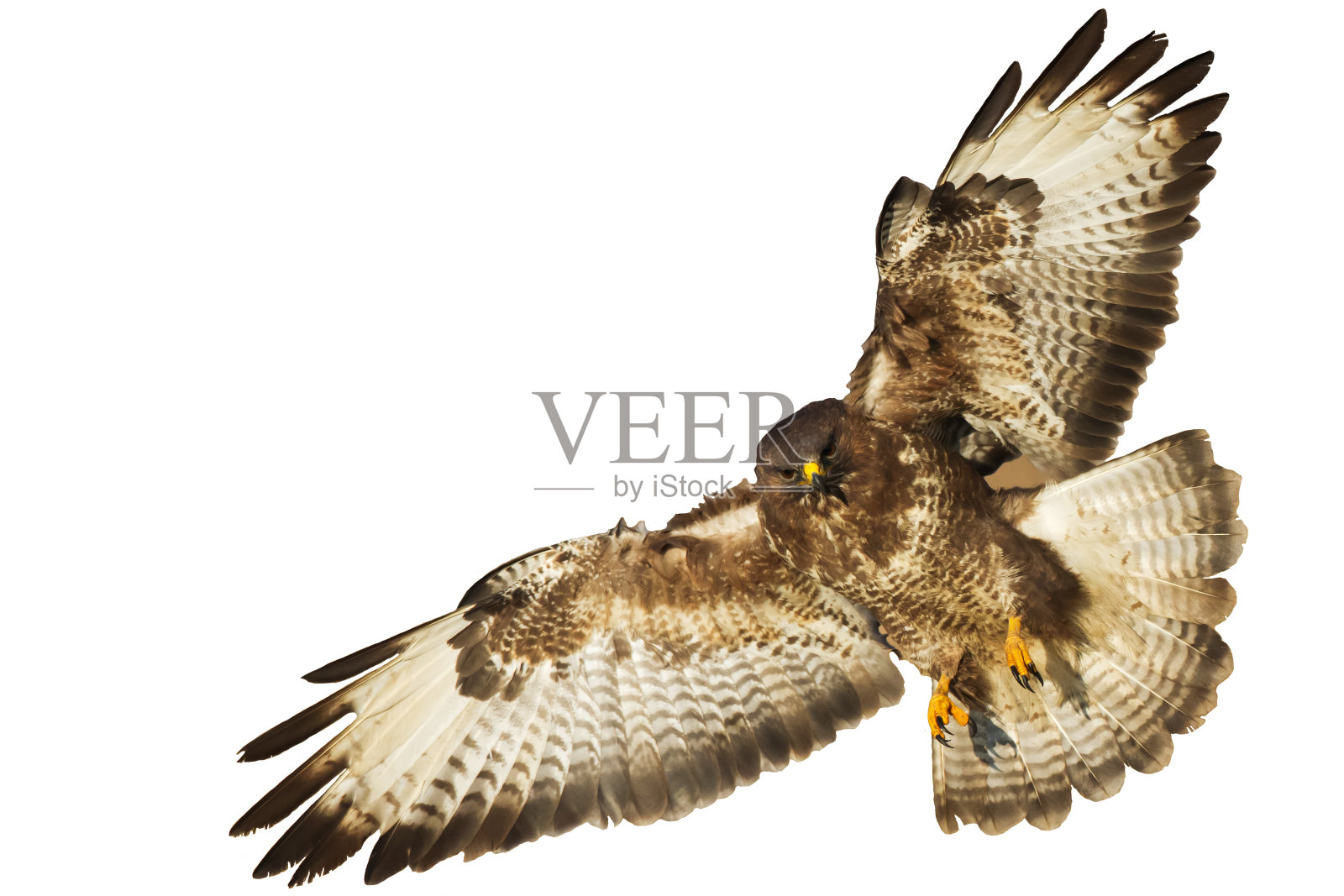 猛禽普通秃鹰Buteo Buteo孤立在白色背景上照片摄影图片