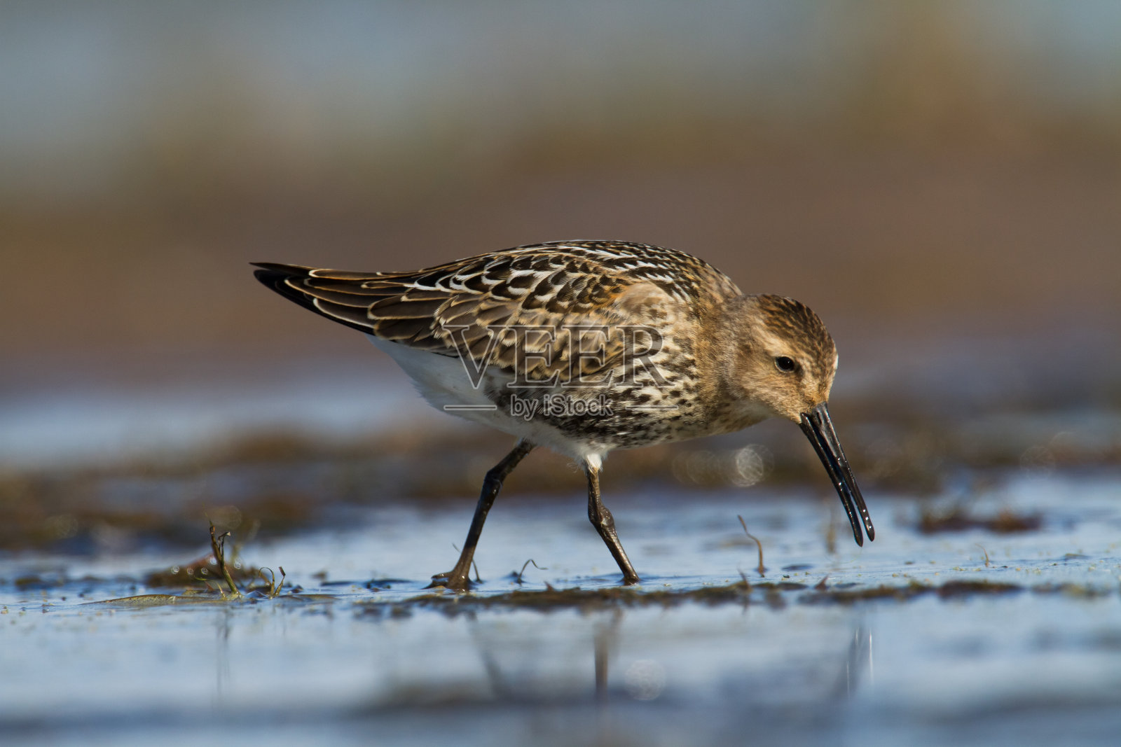 滨鸟-绿背景的Dunlin Calidris alpina，野生动物波兰欧洲，候鸟波罗的海照片摄影图片