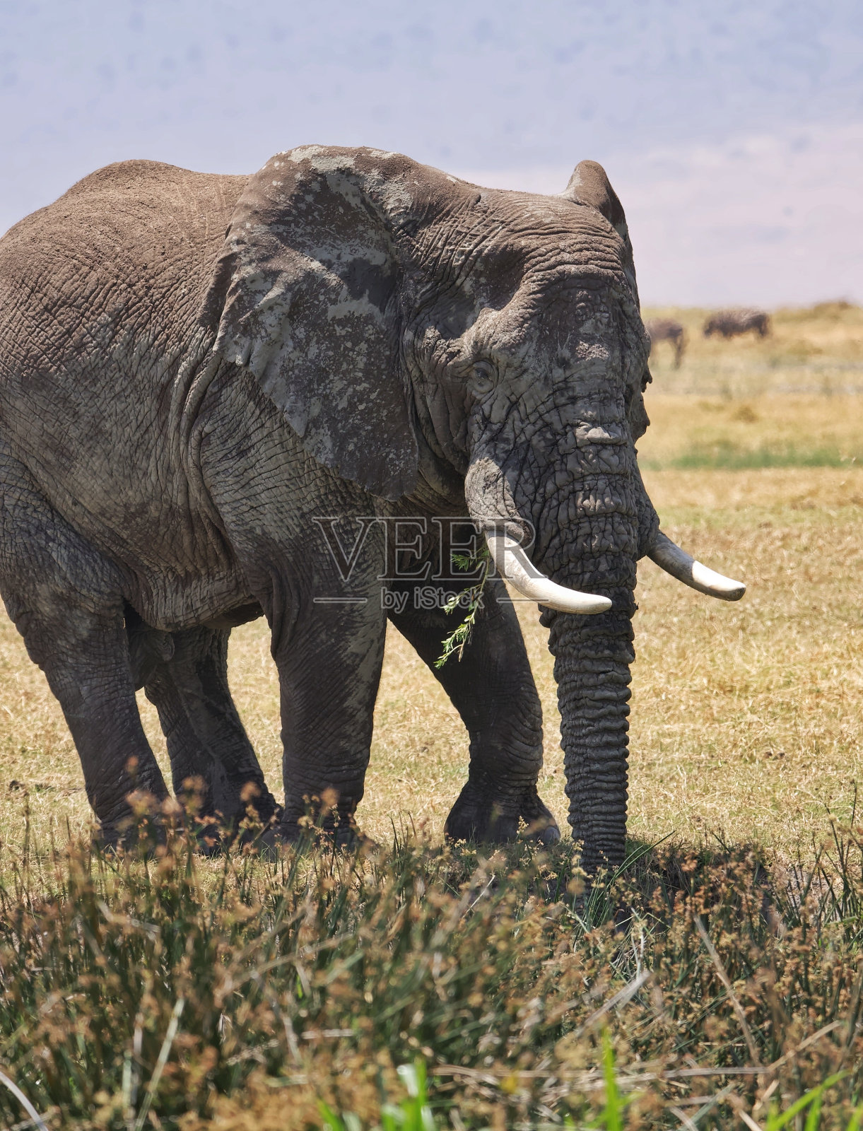 《大草原的守护者:非洲象》照片摄影图片