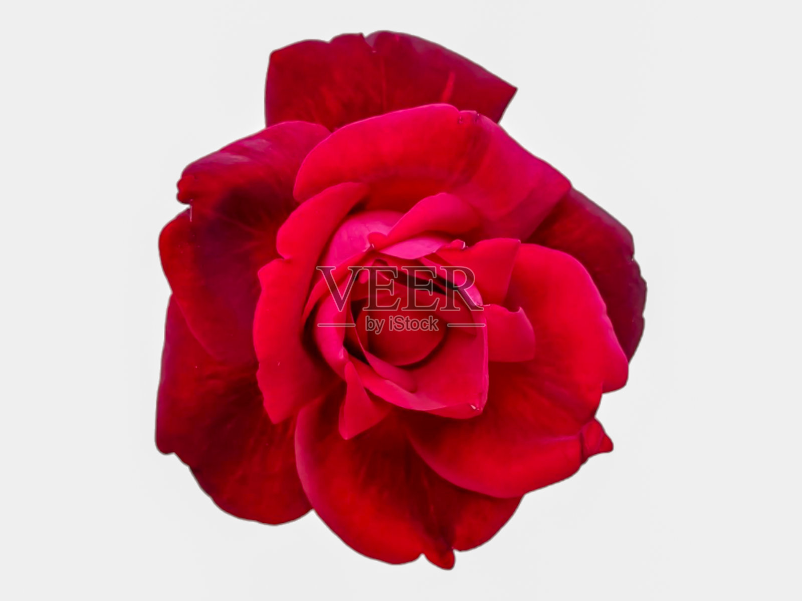 白色背景上的单株玫瑰。照片摄影图片