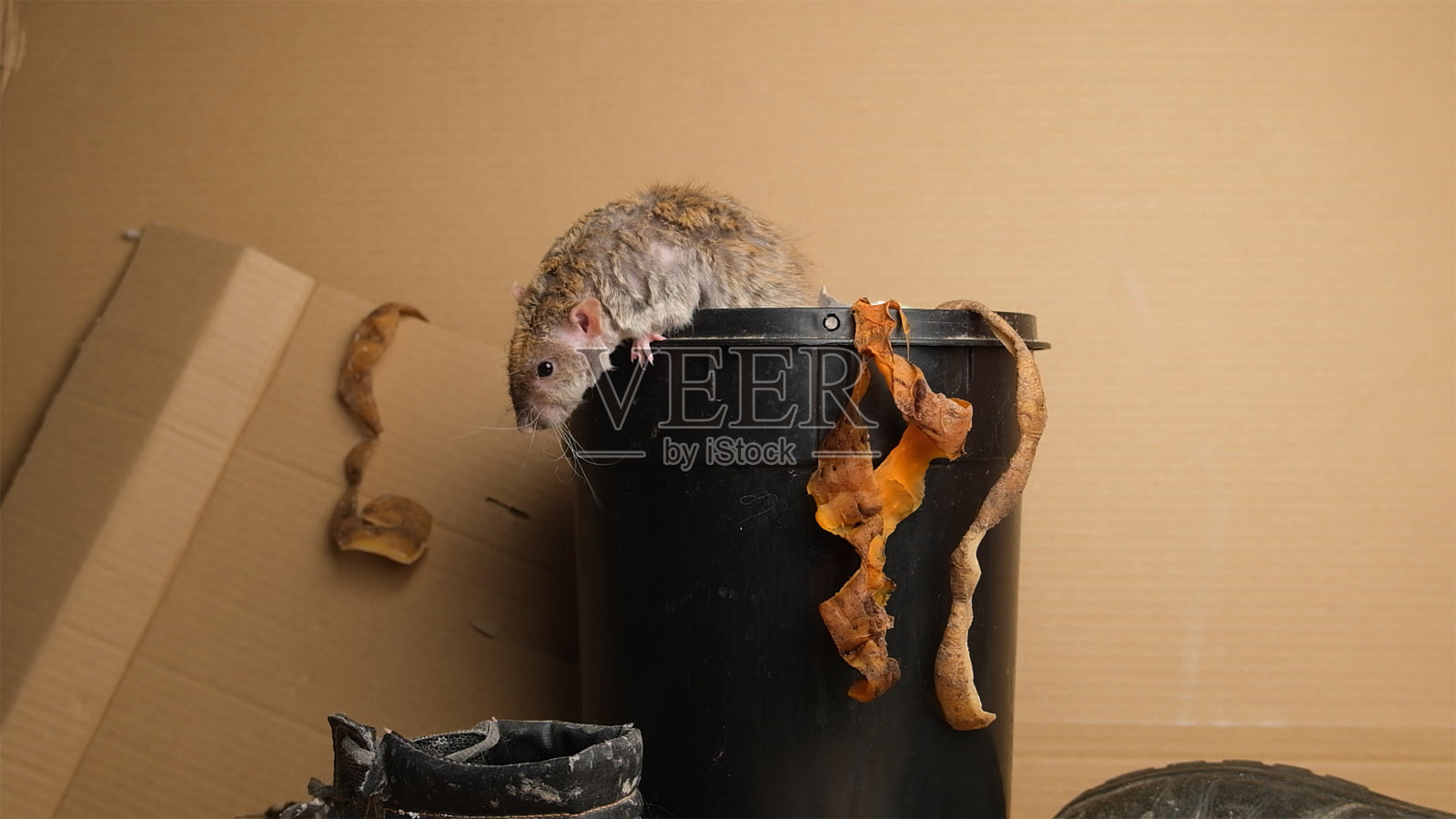 灰鼠，垃圾，食物垃圾。照片摄影图片