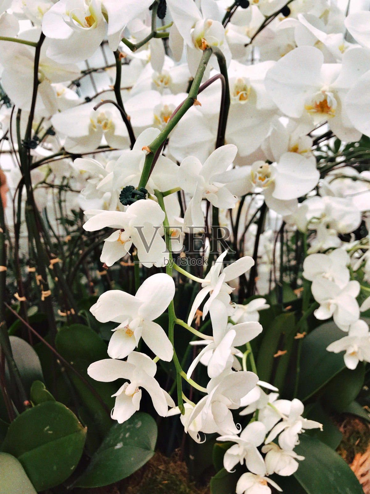 特写:温室里的白兰花群，白色的花瓣和绿色的叶子照片摄影图片