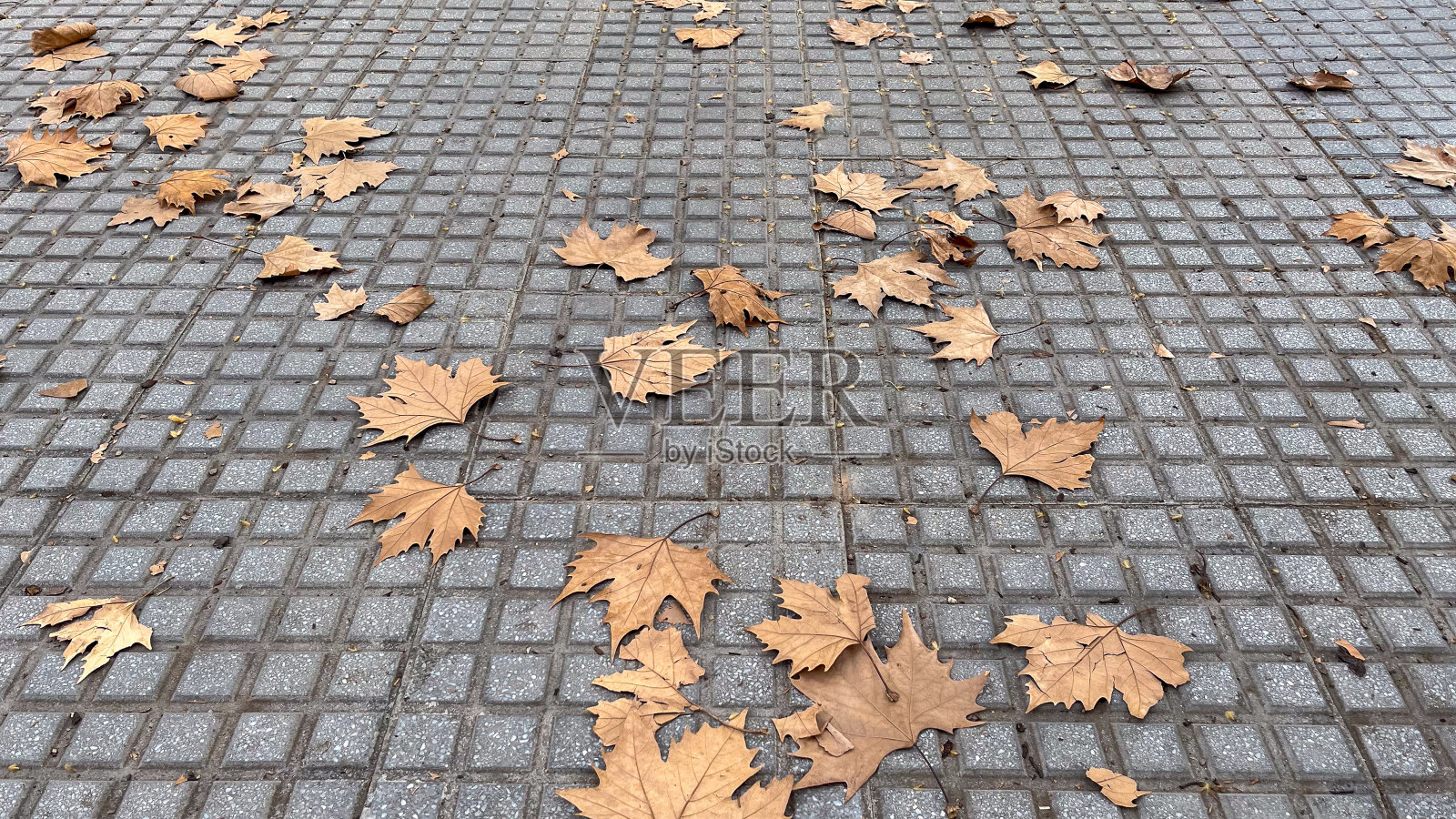 初秋，铺满落叶的城市人行道照片摄影图片