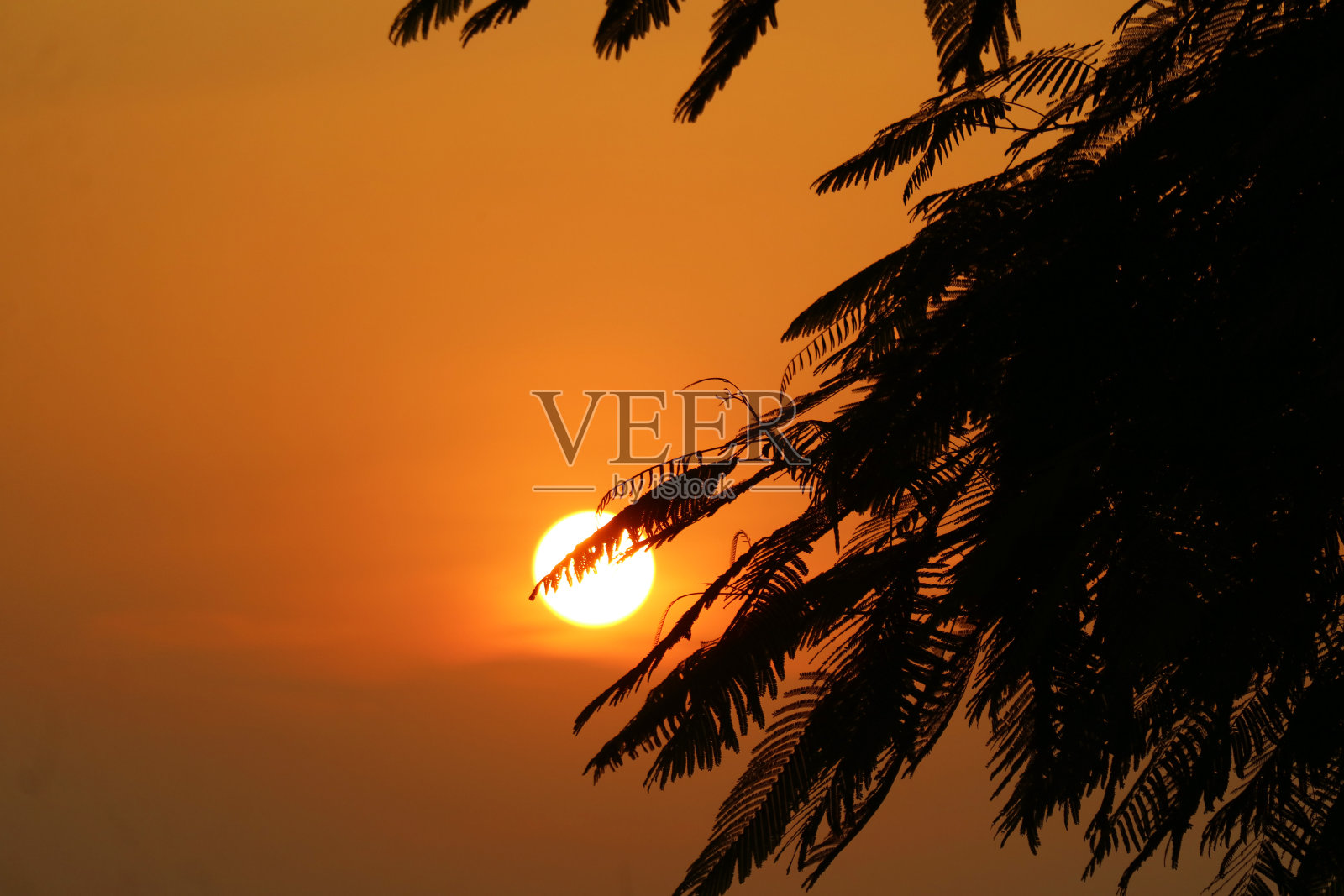 金色天空上明亮的太阳在热带树叶的剪影中落下照片摄影图片