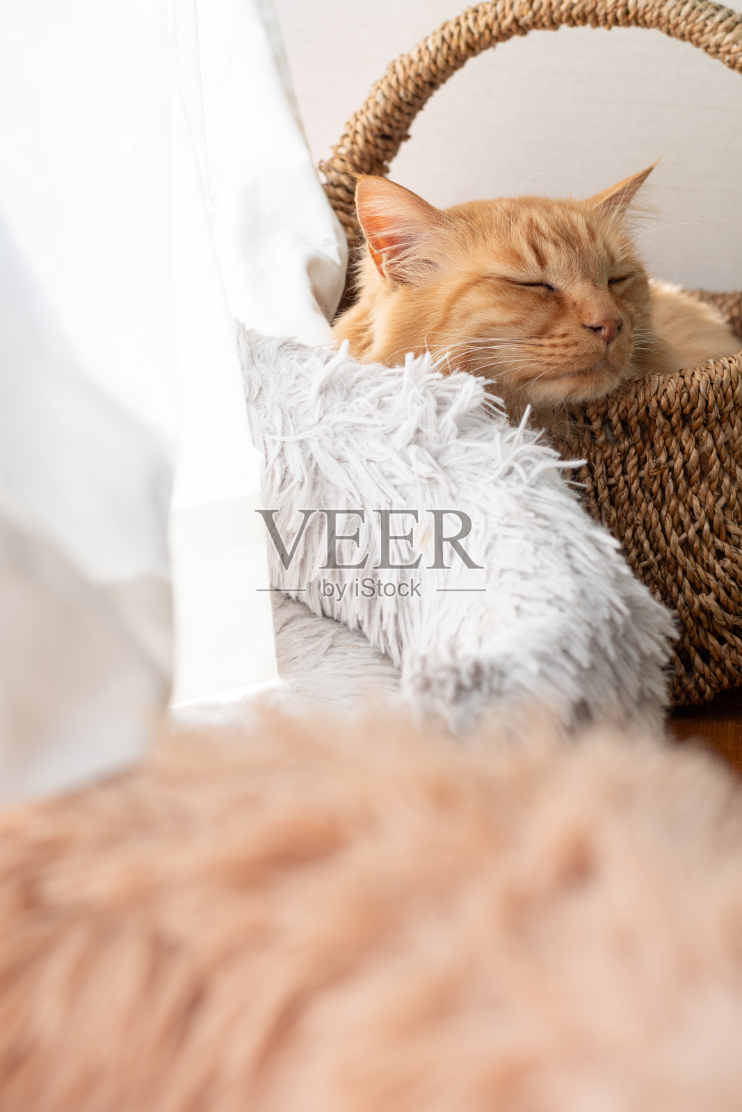 猫在窗边睡觉照片摄影图片