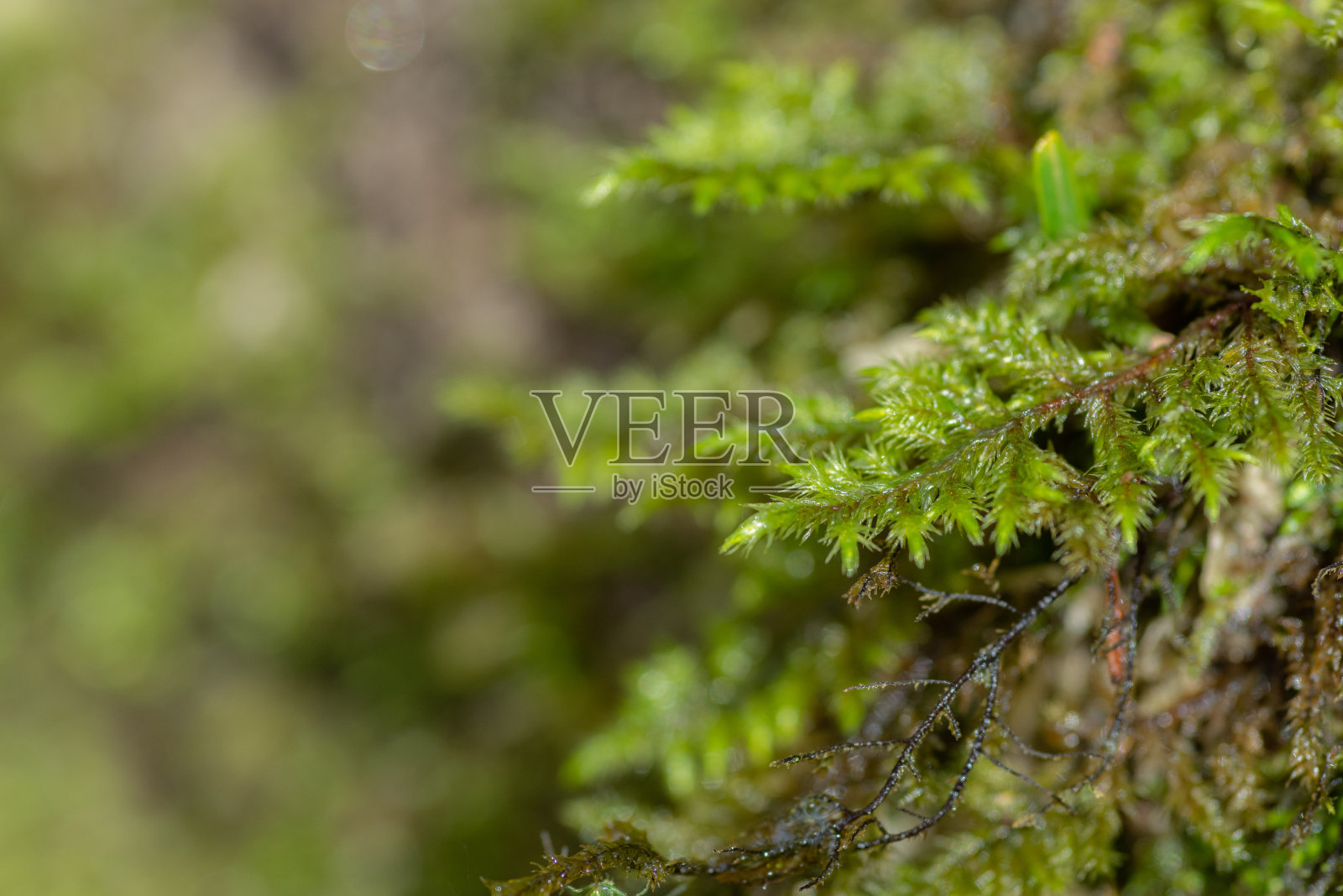 美丽的苔藓照片摄影图片