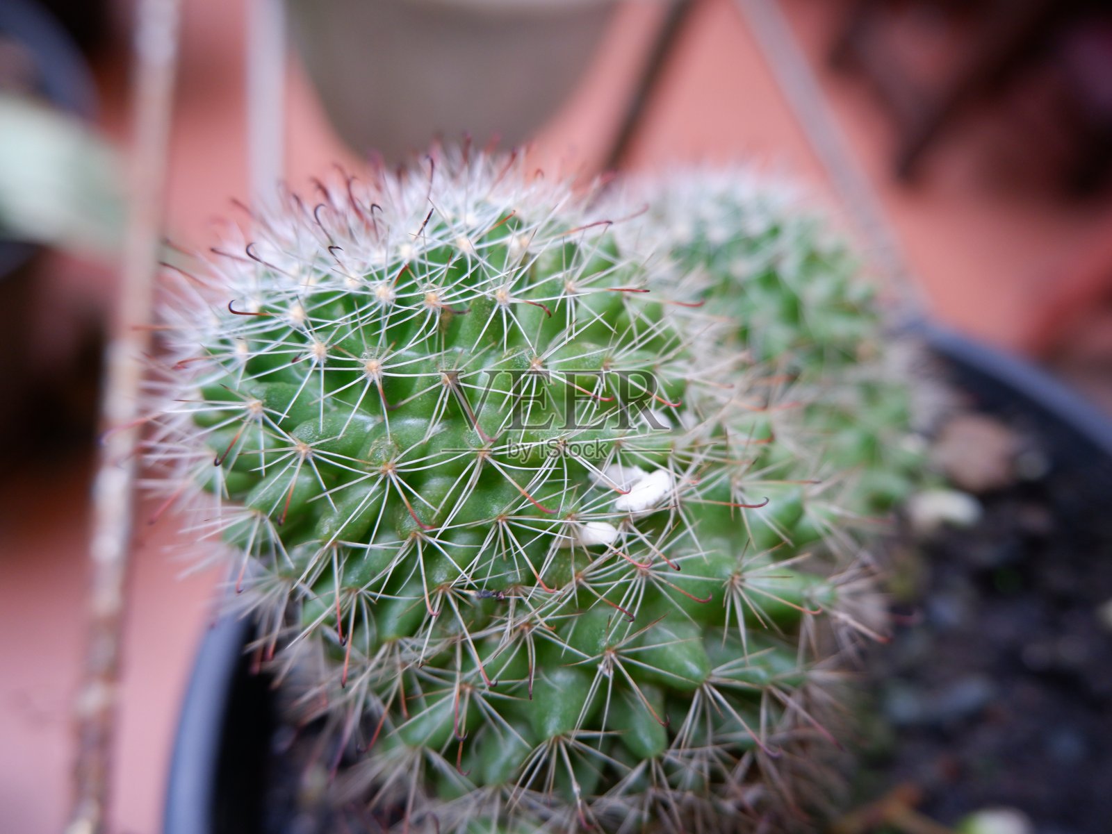 仙人掌上的刺的特写，背景仙人掌有刺照片摄影图片