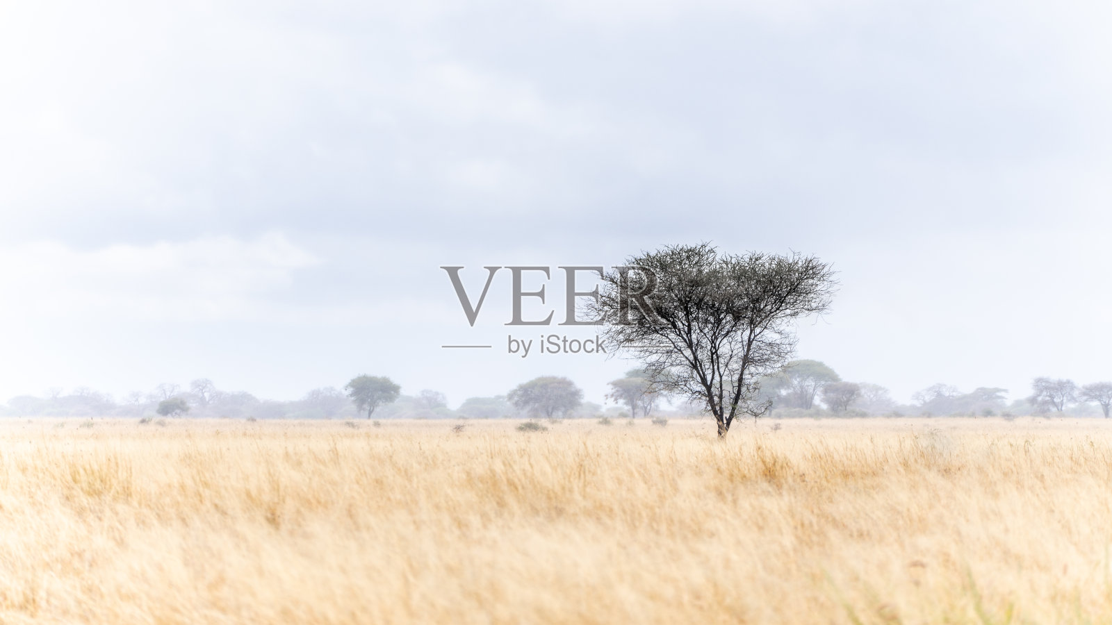 在坦桑尼亚非洲的塞伦盖蒂国家公园里，一棵没有叶子的树，周围是柔软的棕色草地照片摄影图片