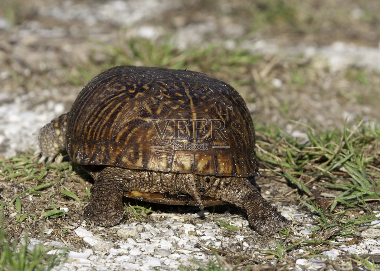 东部箱龟，美国卡罗来纳州。女性。照片摄影图片