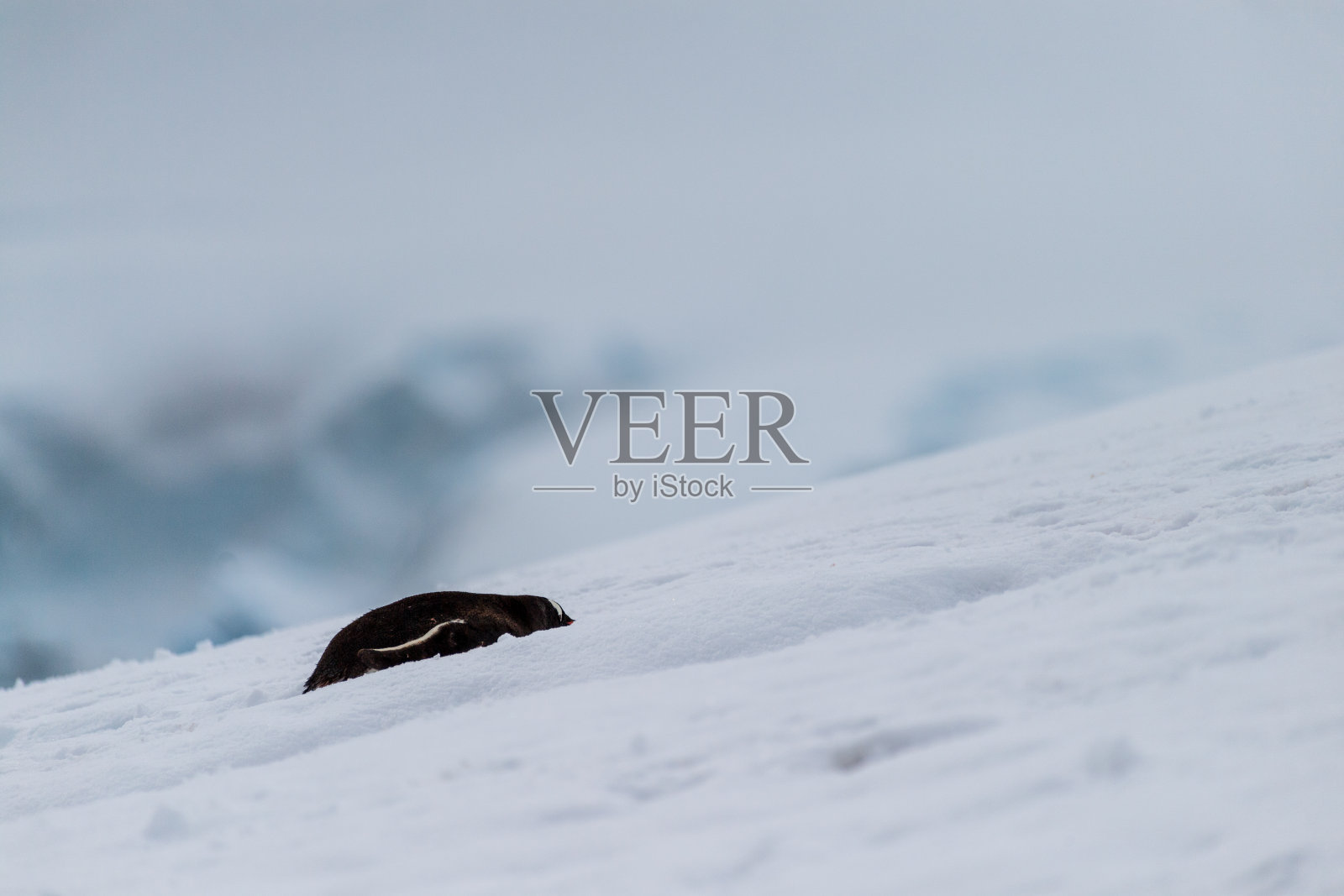 在丹科岛的巴布亚殖民地照片摄影图片