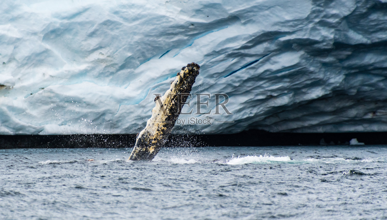 座头鲸的侧鳍照片摄影图片