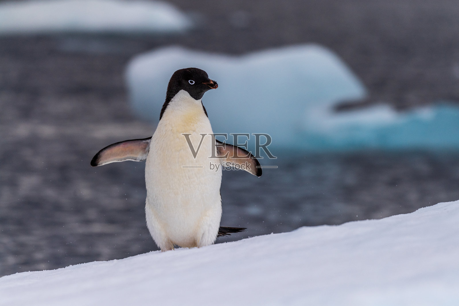 阿德利企鹅站在冰山上照片摄影图片