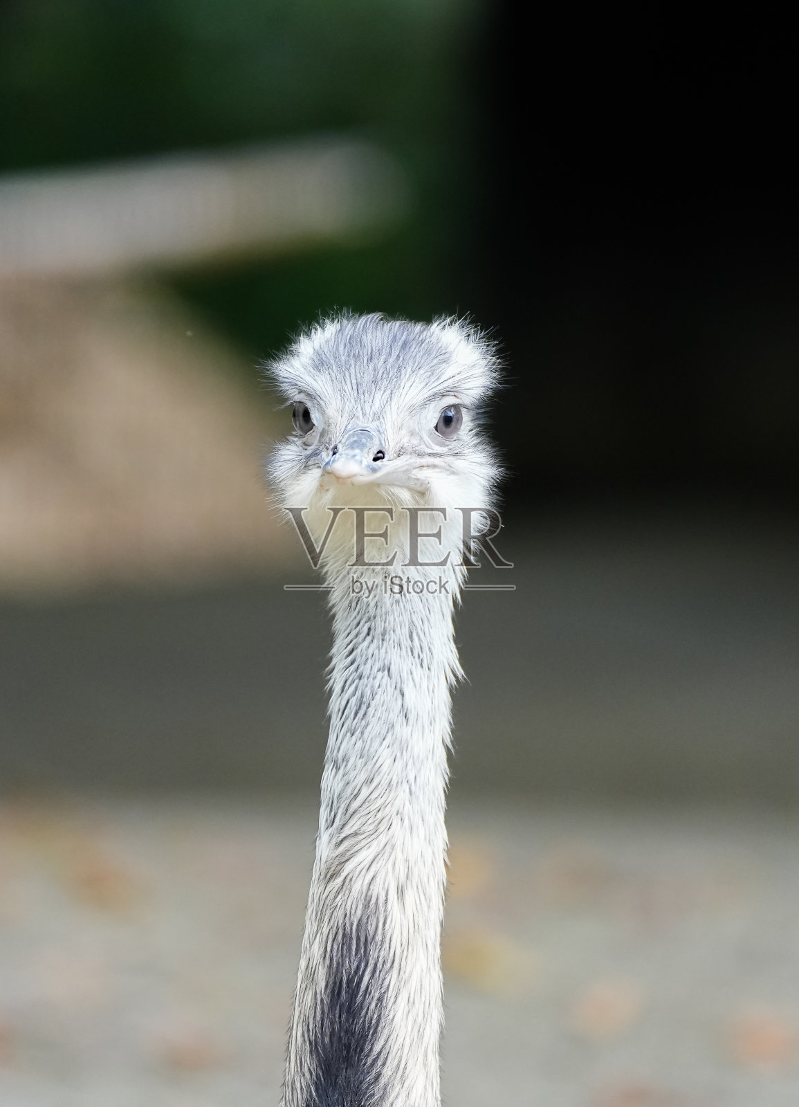 Rhea的肖像。大的不能飞的鸟。土卫五大。照片摄影图片