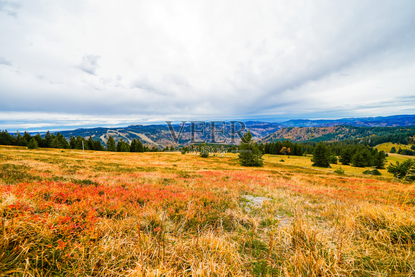 黑森林费尔德伯格的秋季景观。费尔德伯格斯泰格徒步小径。巴登-符腾堡州布列斯高-霍施瓦茨瓦尔德区的大自然。照片摄影图片