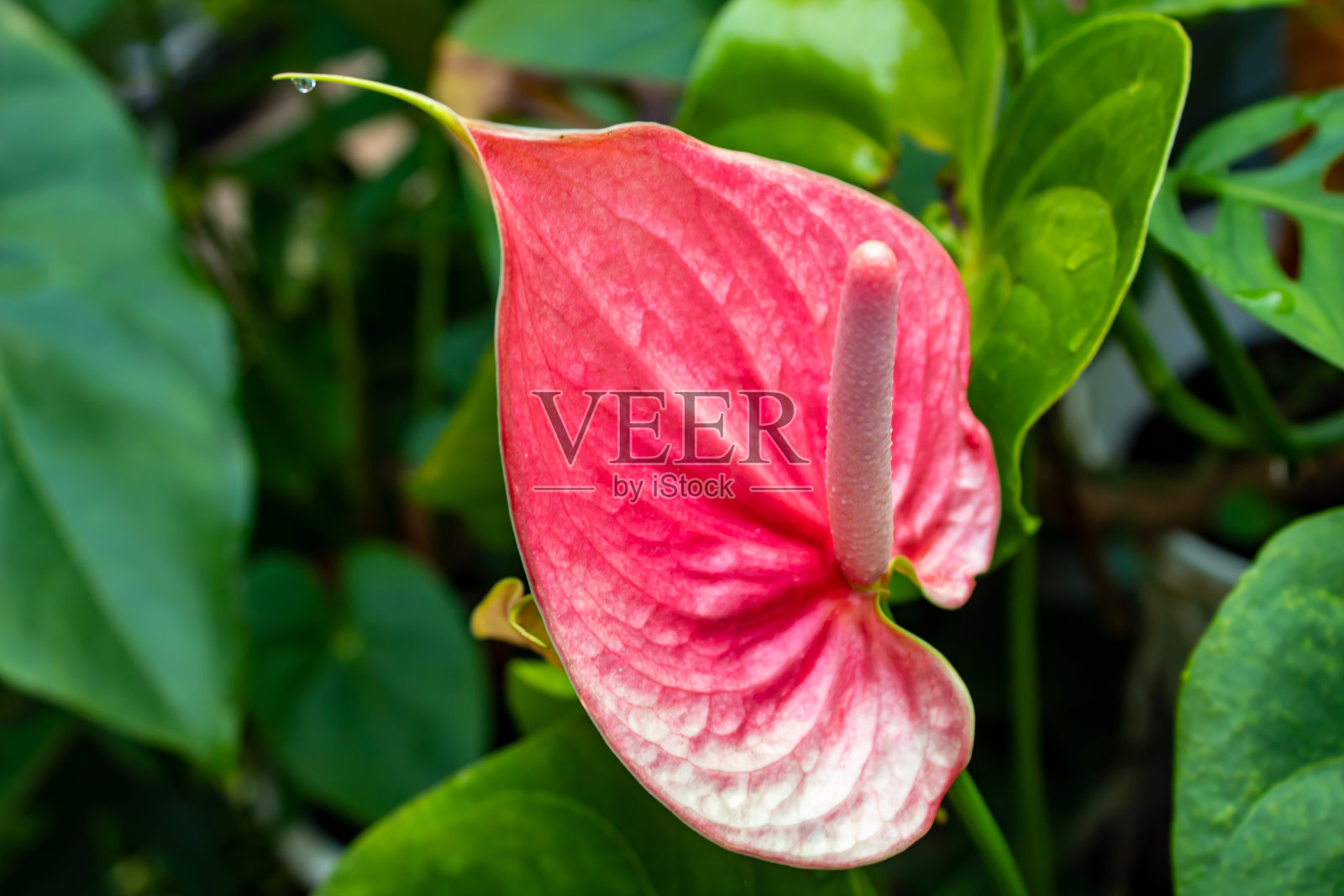 火烈鸟百合花或红掌的选择性焦点照片摄影图片