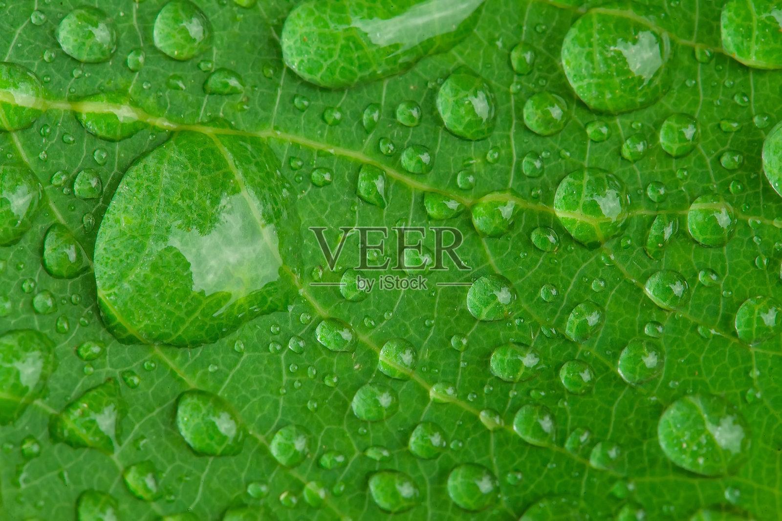 水滴照片摄影图片