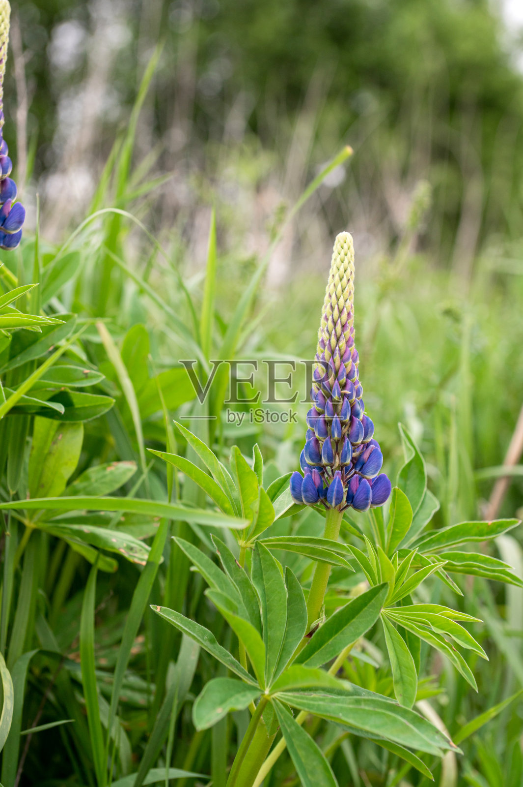 野地上盛开的羽扇豆花照片摄影图片